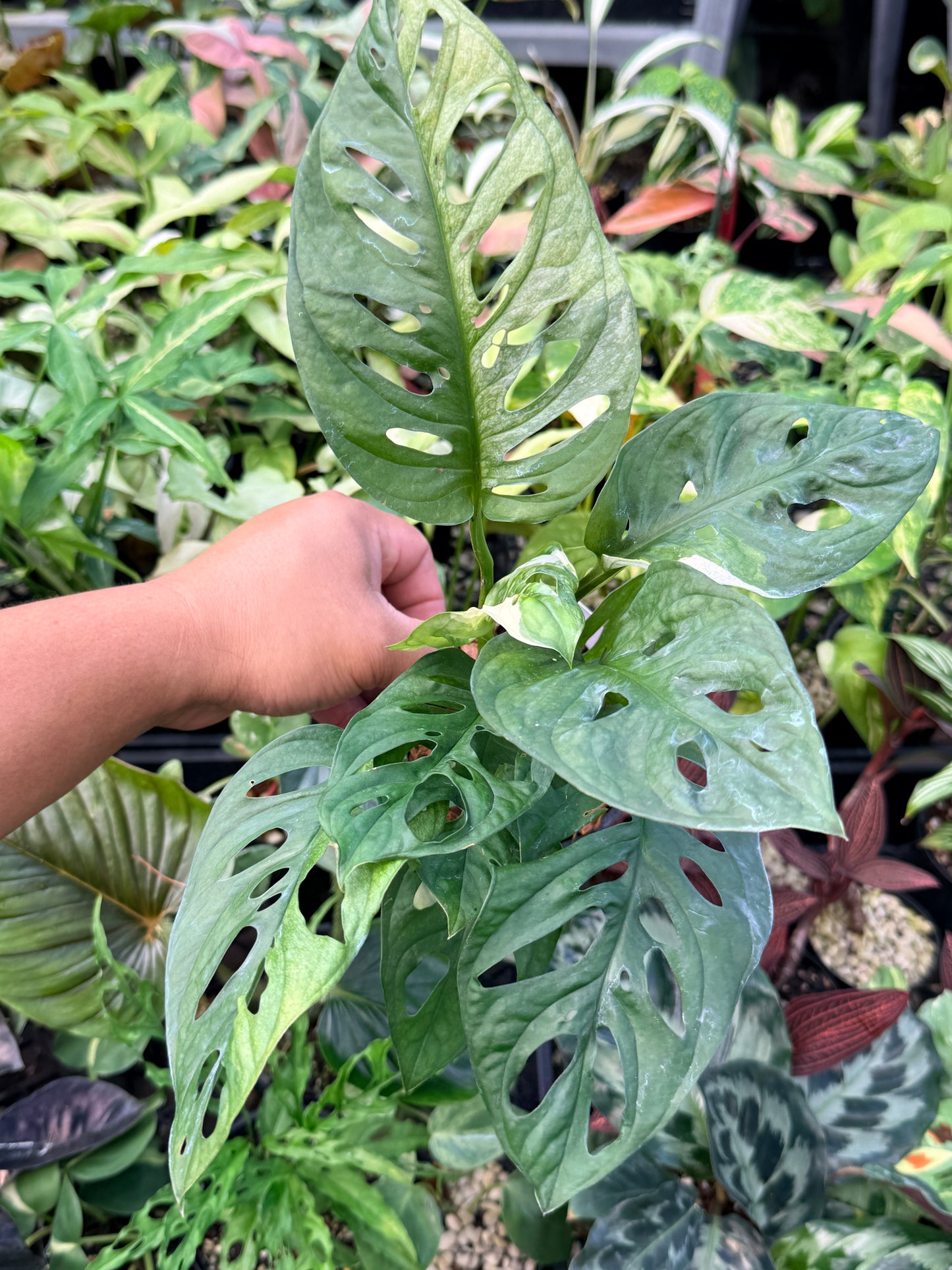 Monstera Adansonii Variegated Albo N25