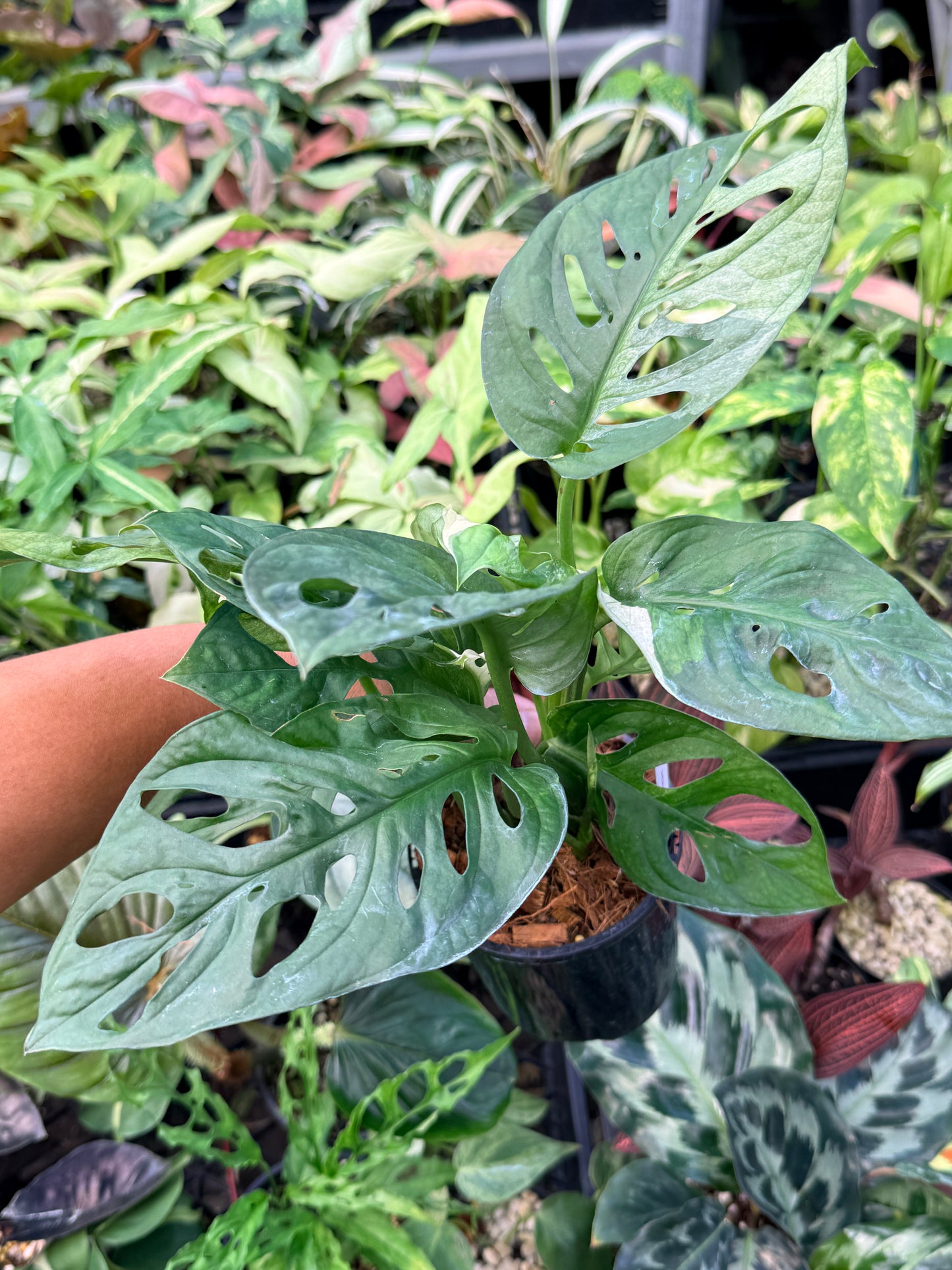 Monstera Adansonii Variegated Albo N25