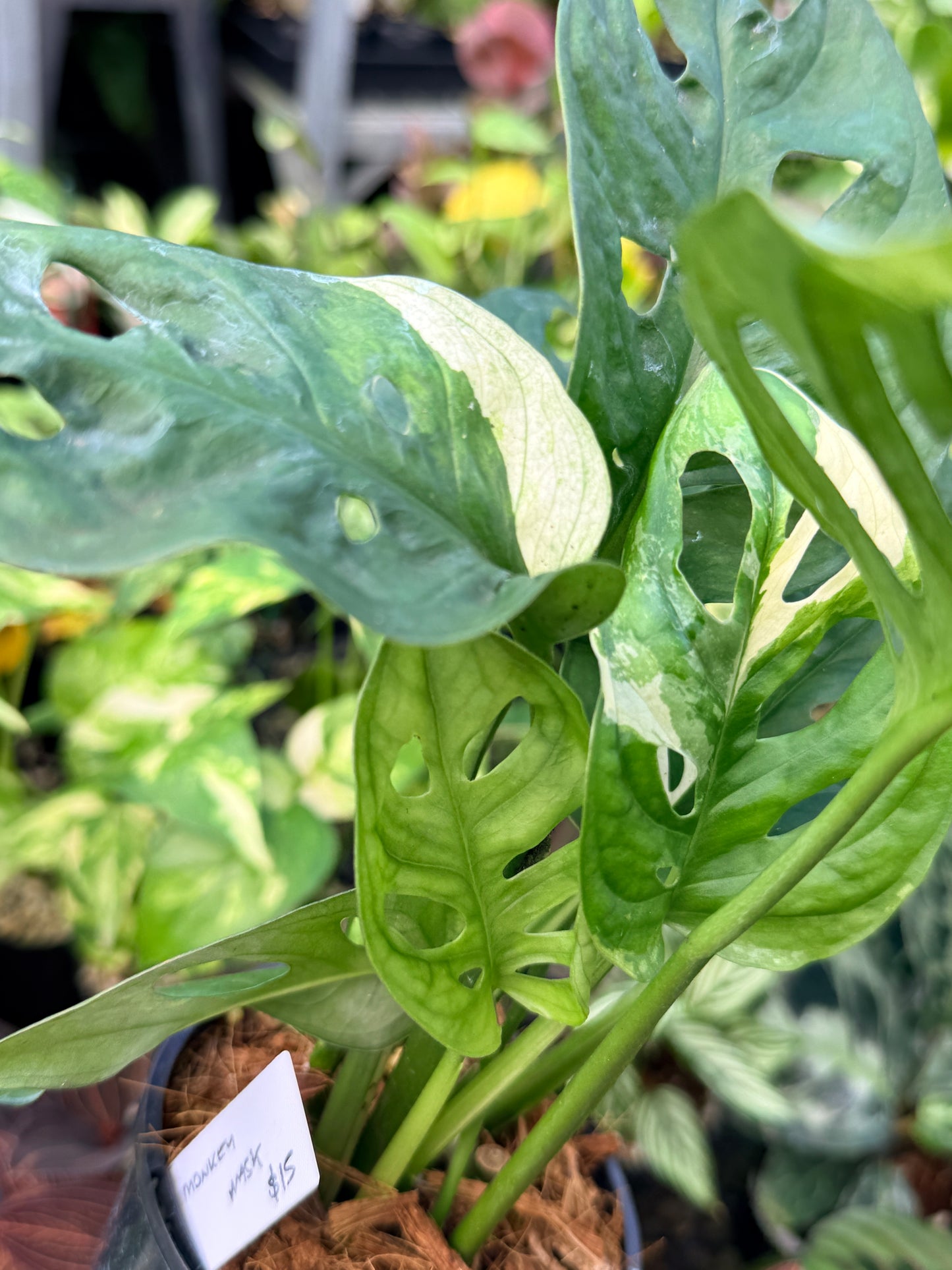Monstera Adansonii Variegated Albo N25
