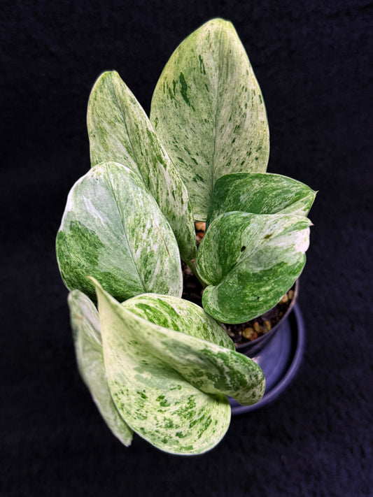 Scindapsus Treubii Jade Satin 'Marble' H34