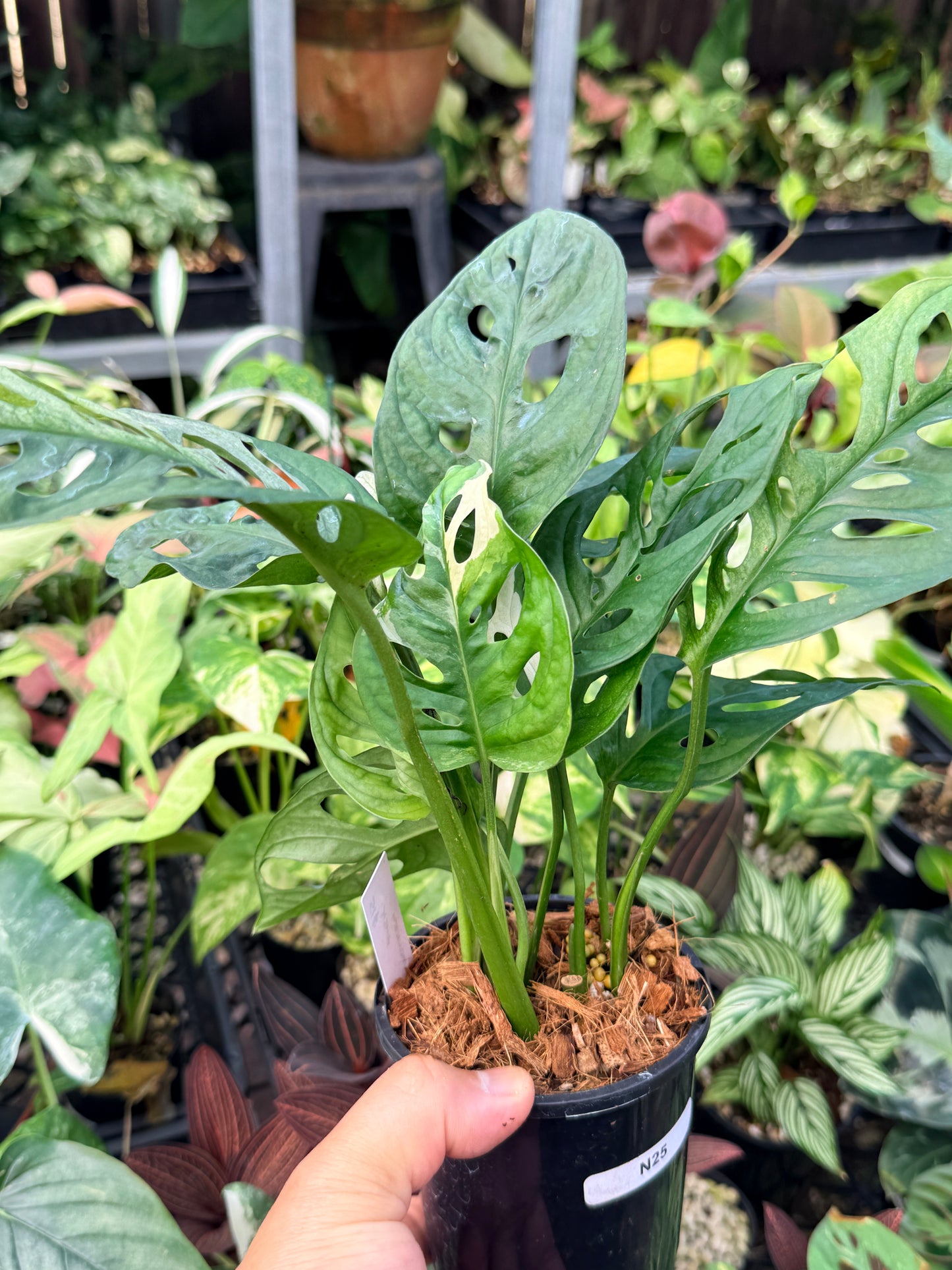 Monstera Adansonii Variegated Albo N25