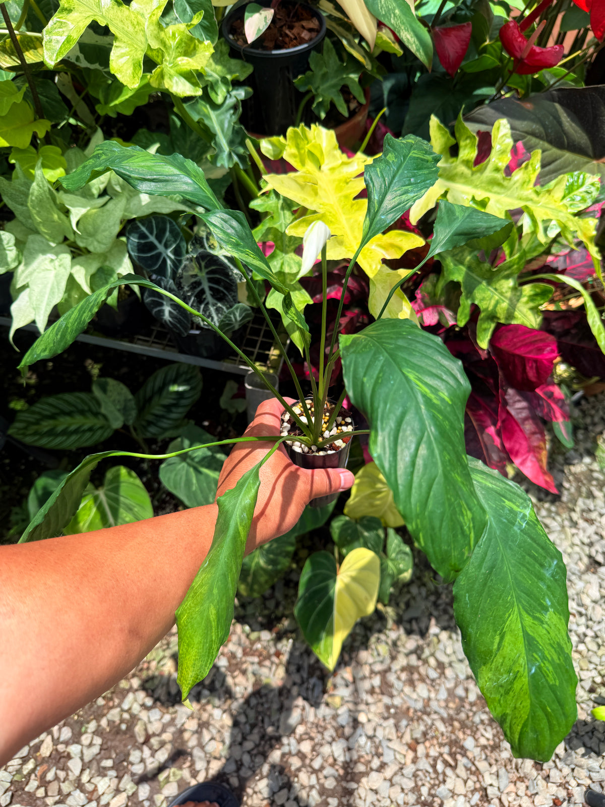 Spathiphyllum 'Aurea Peace Lily' U30