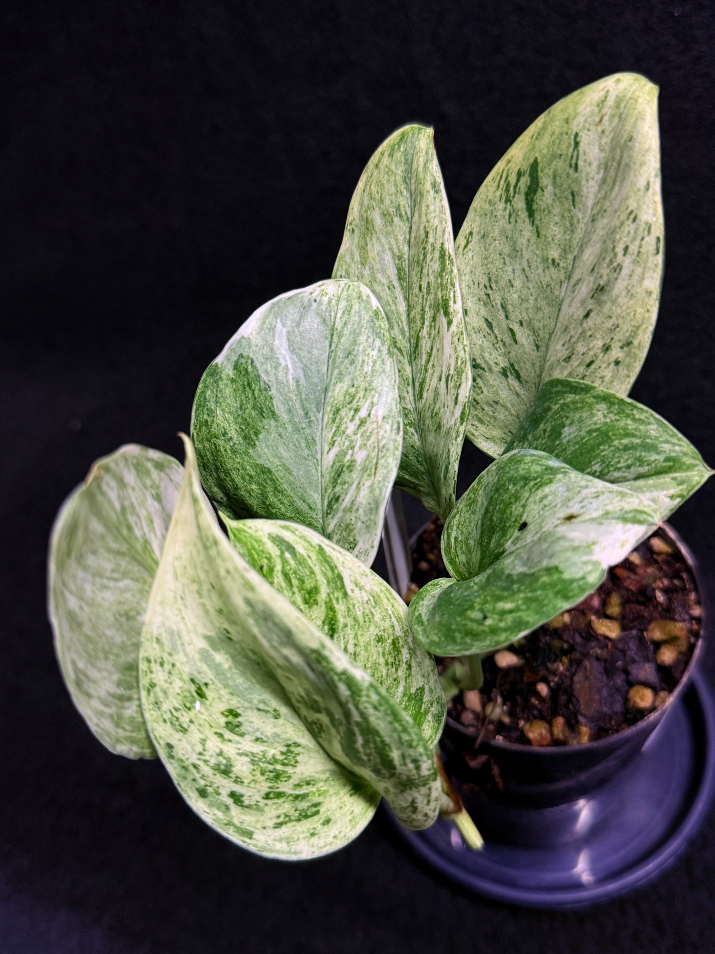 Scindapsus Treubii Jade Satin 'Marble' H34