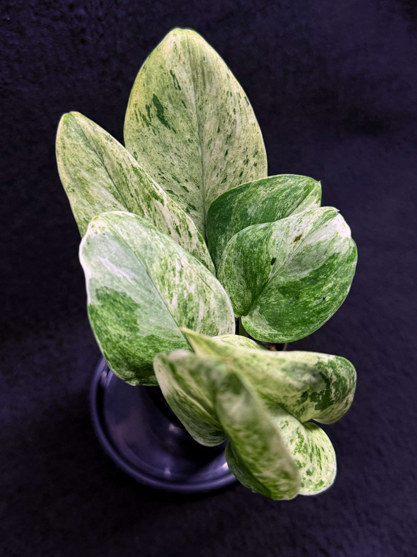 Scindapsus Treubii Jade Satin 'Marble' H34