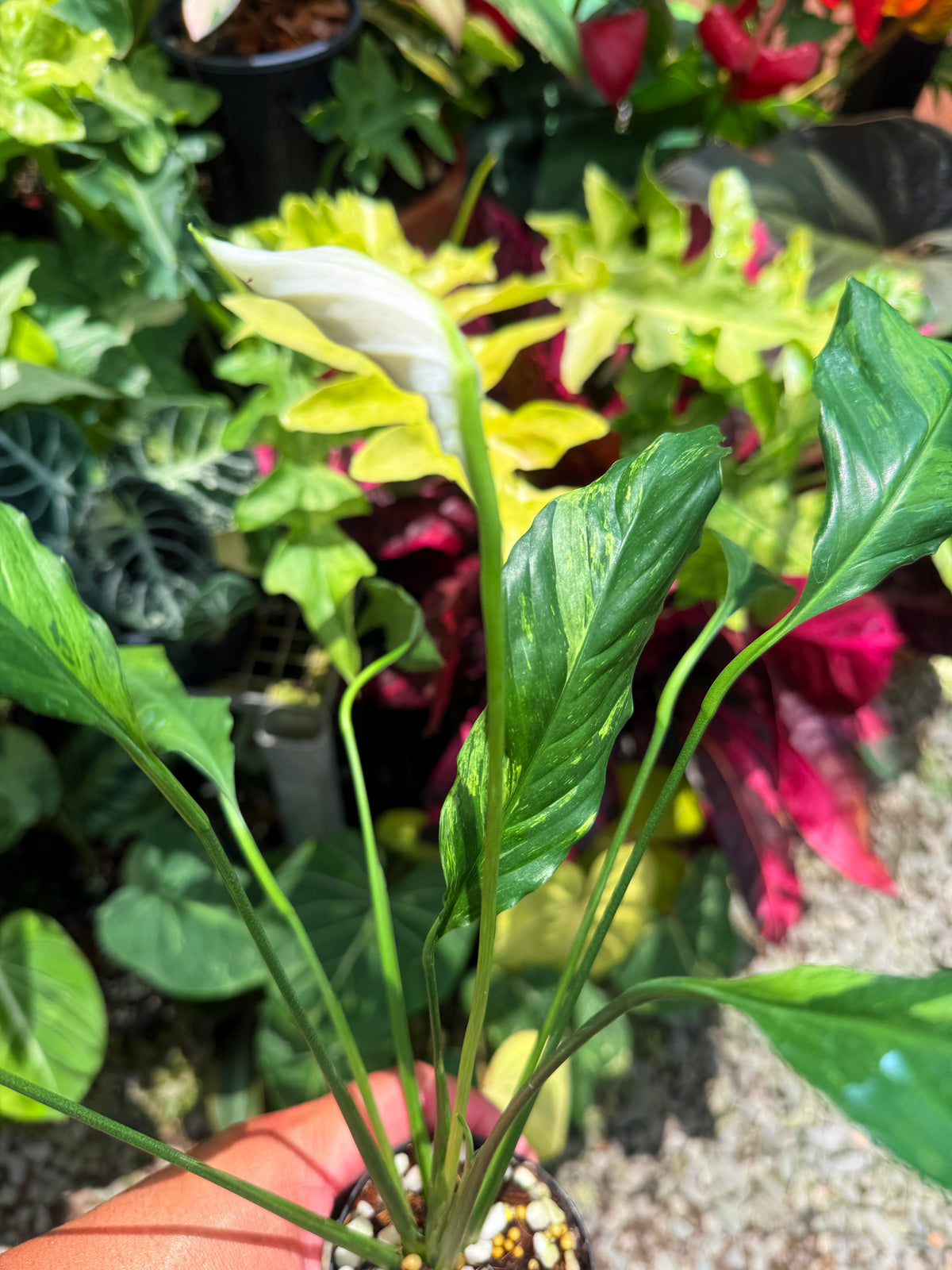 Spathiphyllum 'Aurea Peace Lily' U30