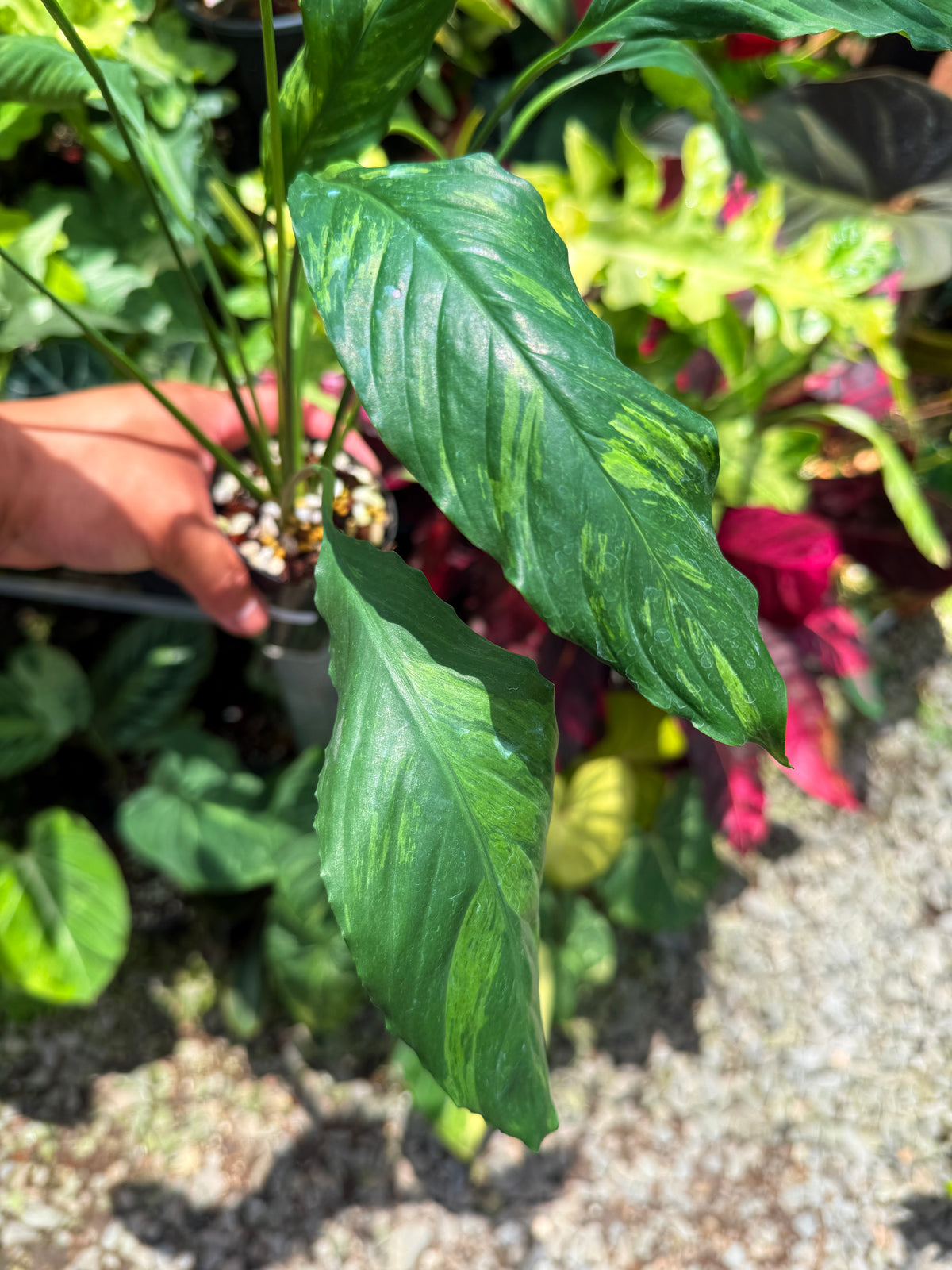 Spathiphyllum 'Aurea Peace Lily' U30