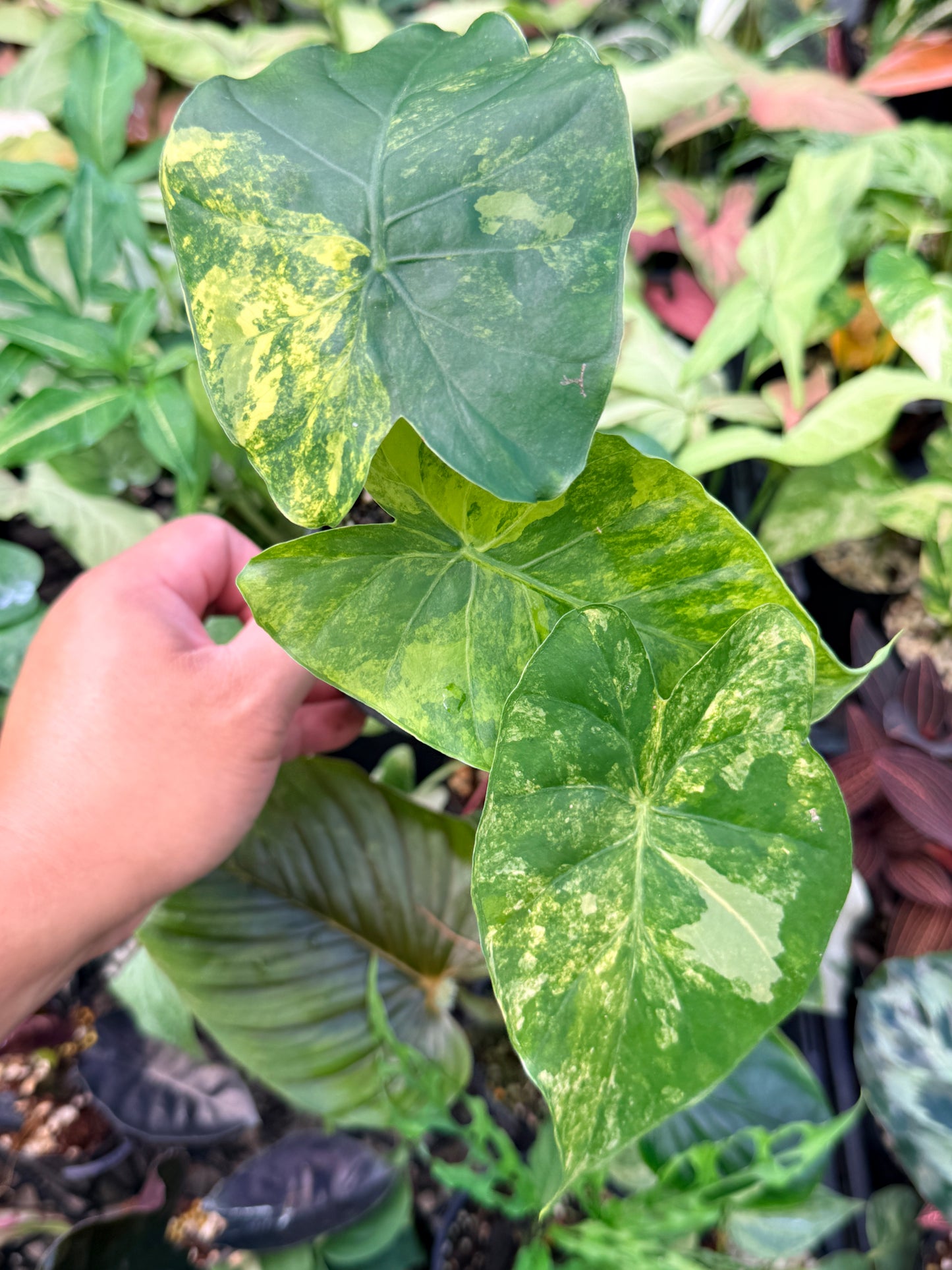 Alocasia gageana 'Aurea Variegated' N24
