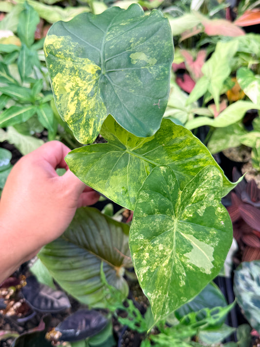 Alocasia gageana 'Aurea Variegated' N24