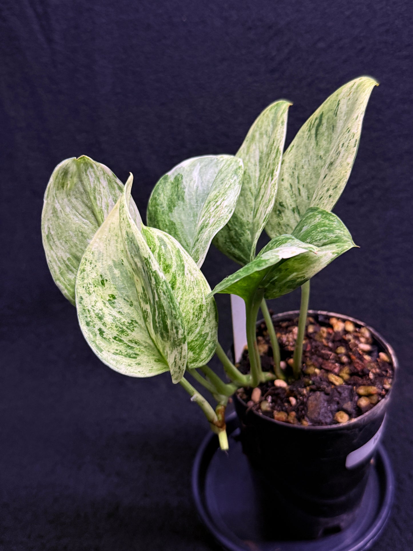 Scindapsus Treubii Jade Satin 'Marble' H34