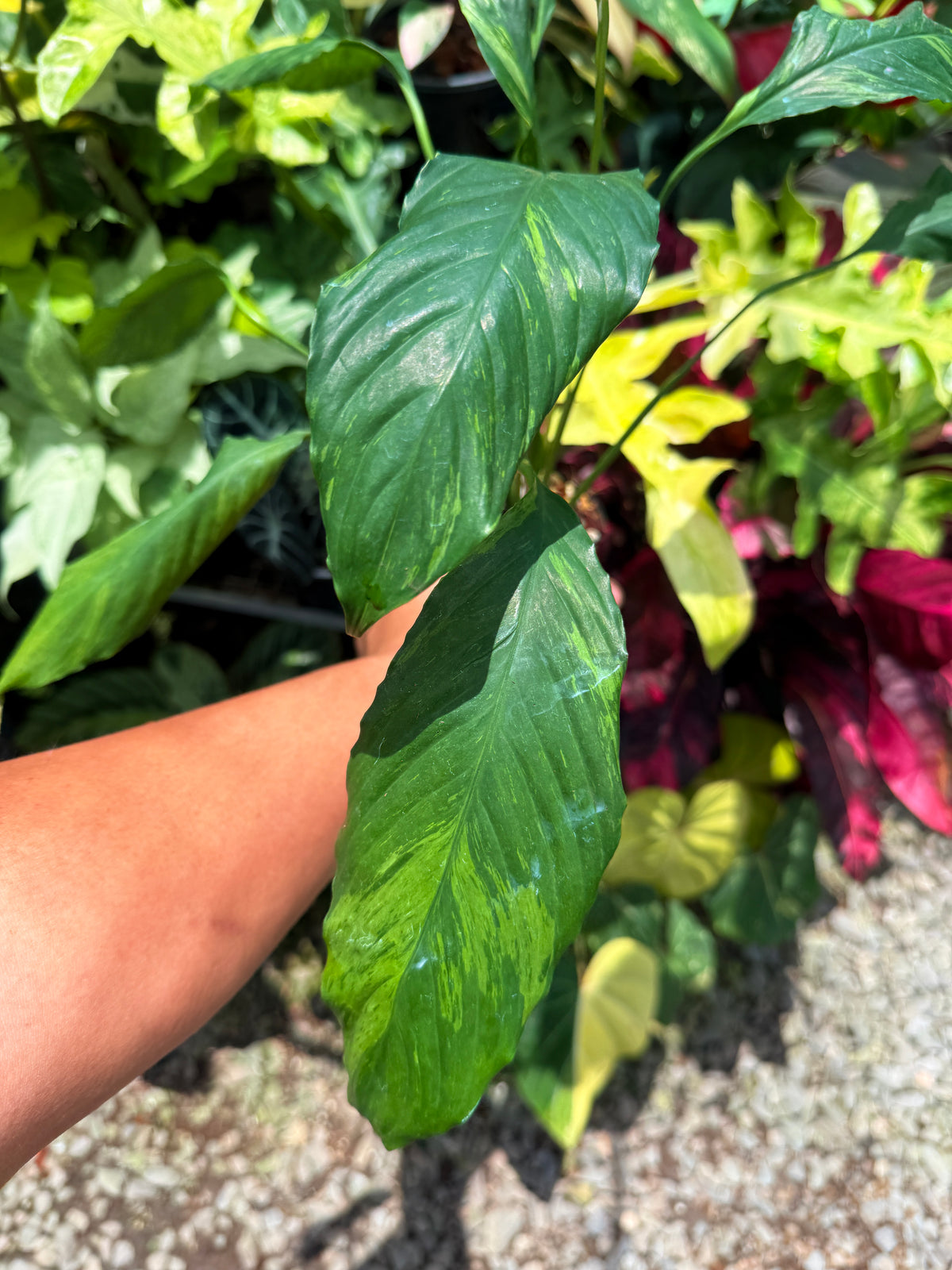 Spathiphyllum 'Aurea Peace Lily' U30