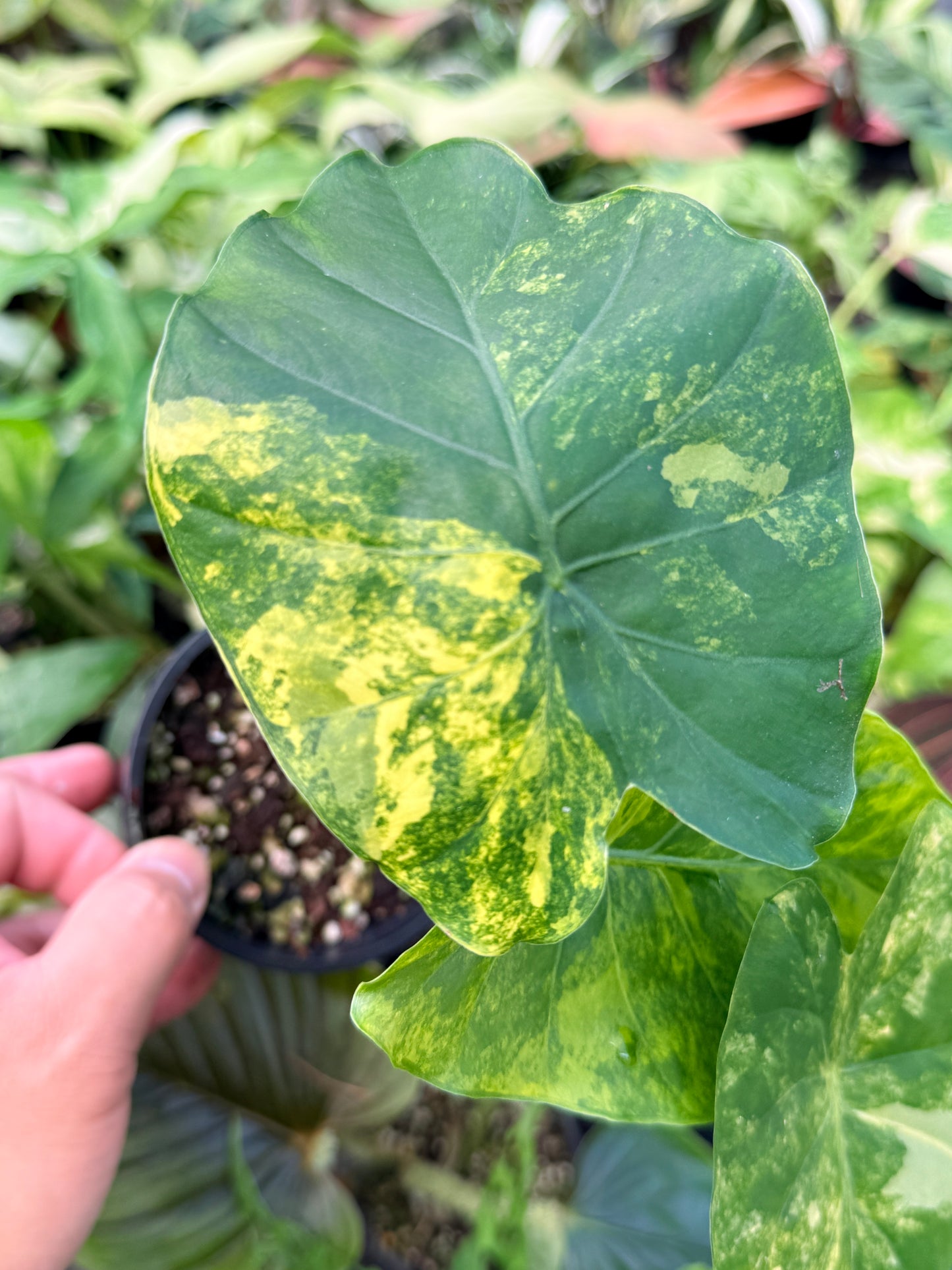 Alocasia gageana 'Aurea Variegated' N24