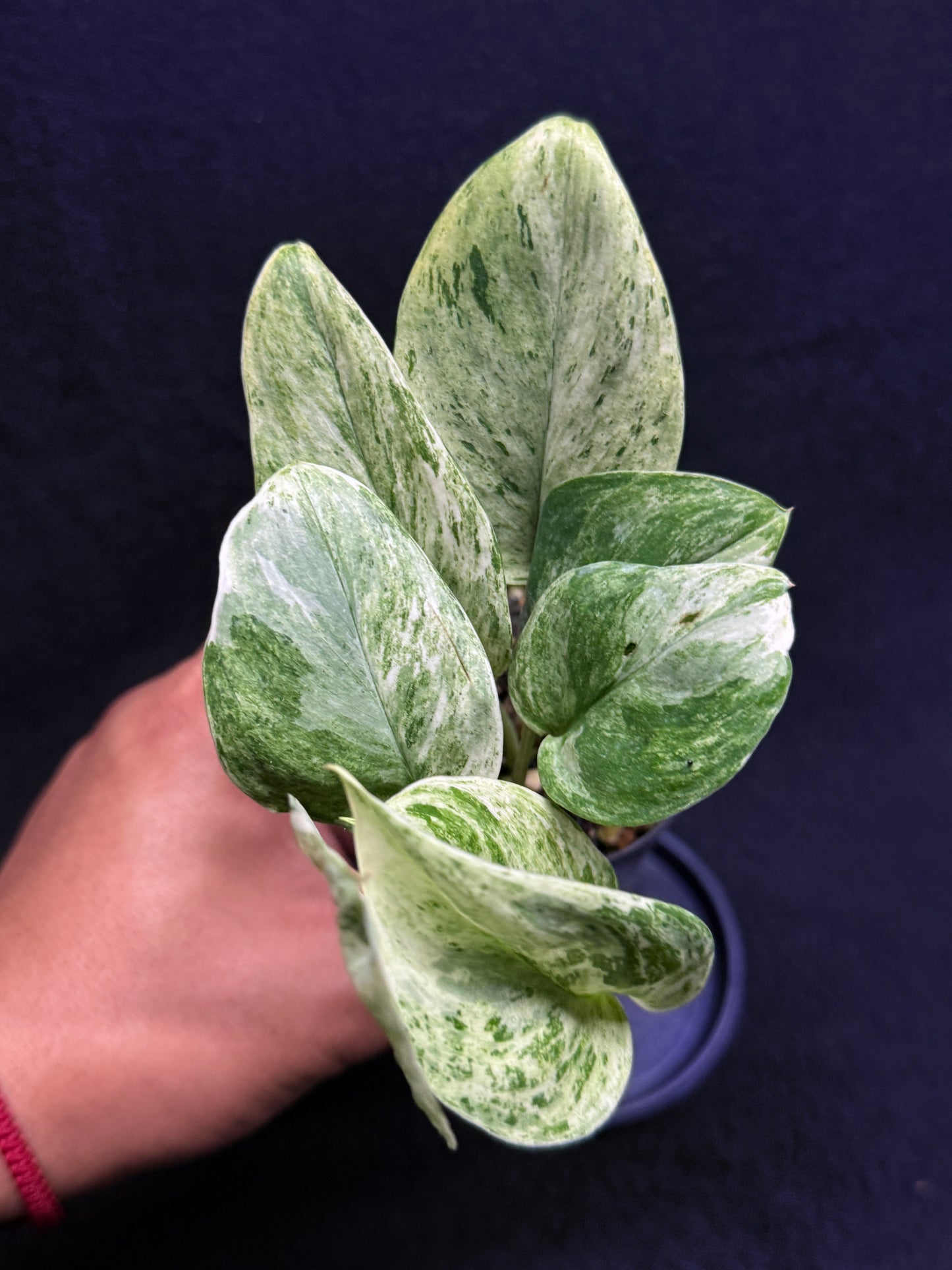 Scindapsus Treubii Jade Satin 'Marble' H34