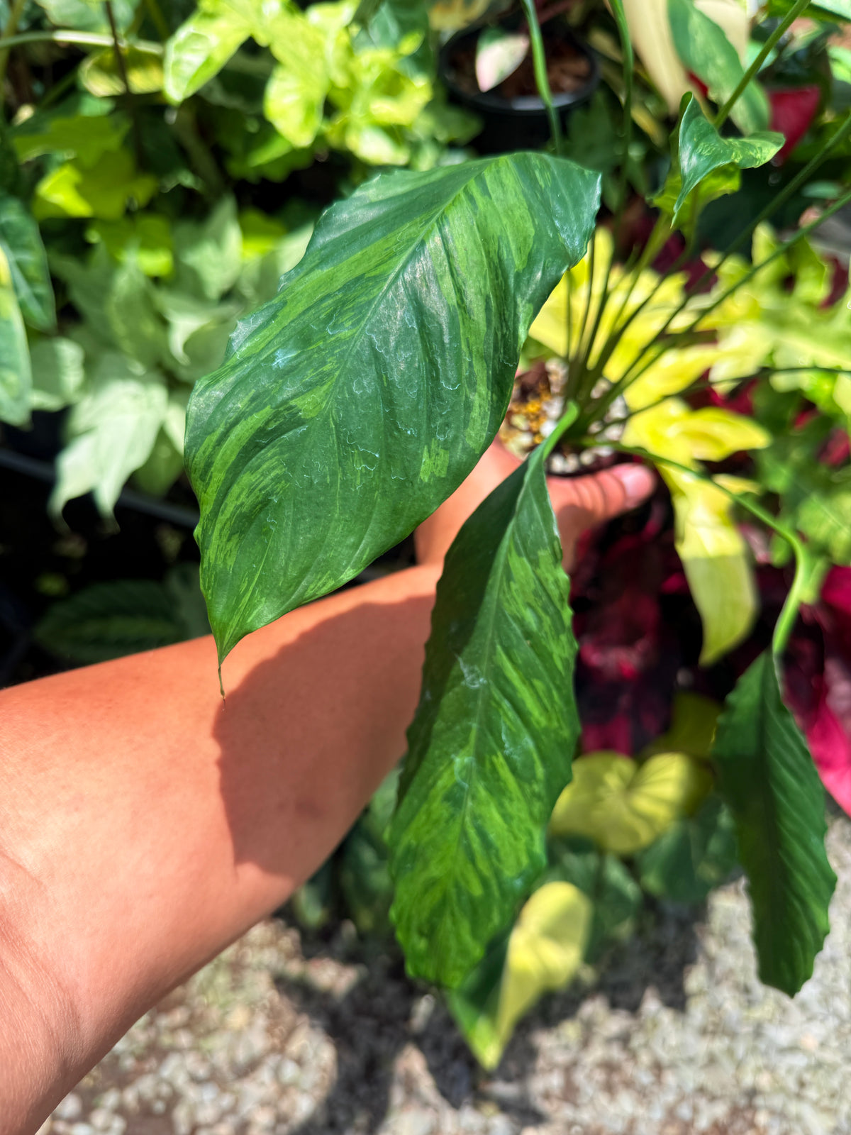 Spathiphyllum 'Aurea Peace Lily' U30