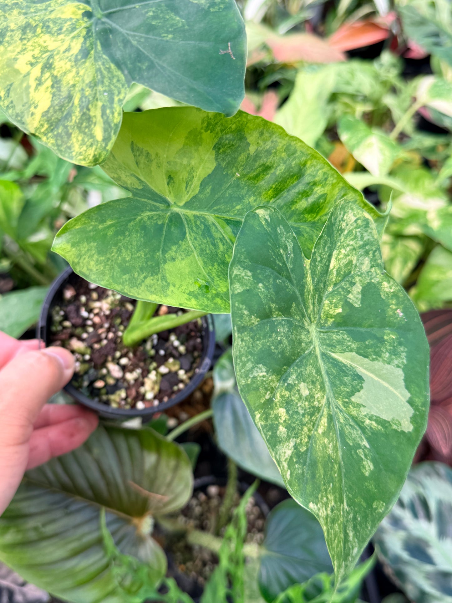 Alocasia gageana 'Aurea Variegated' N24