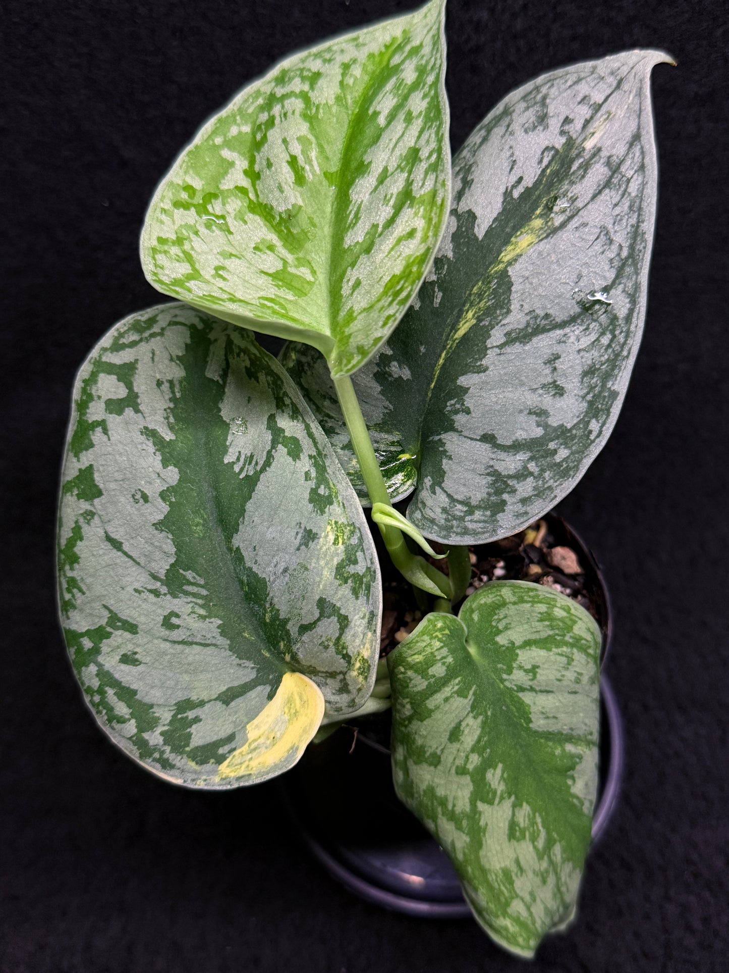 Scindapsus Pictus Aurea Mayari Variegata H35