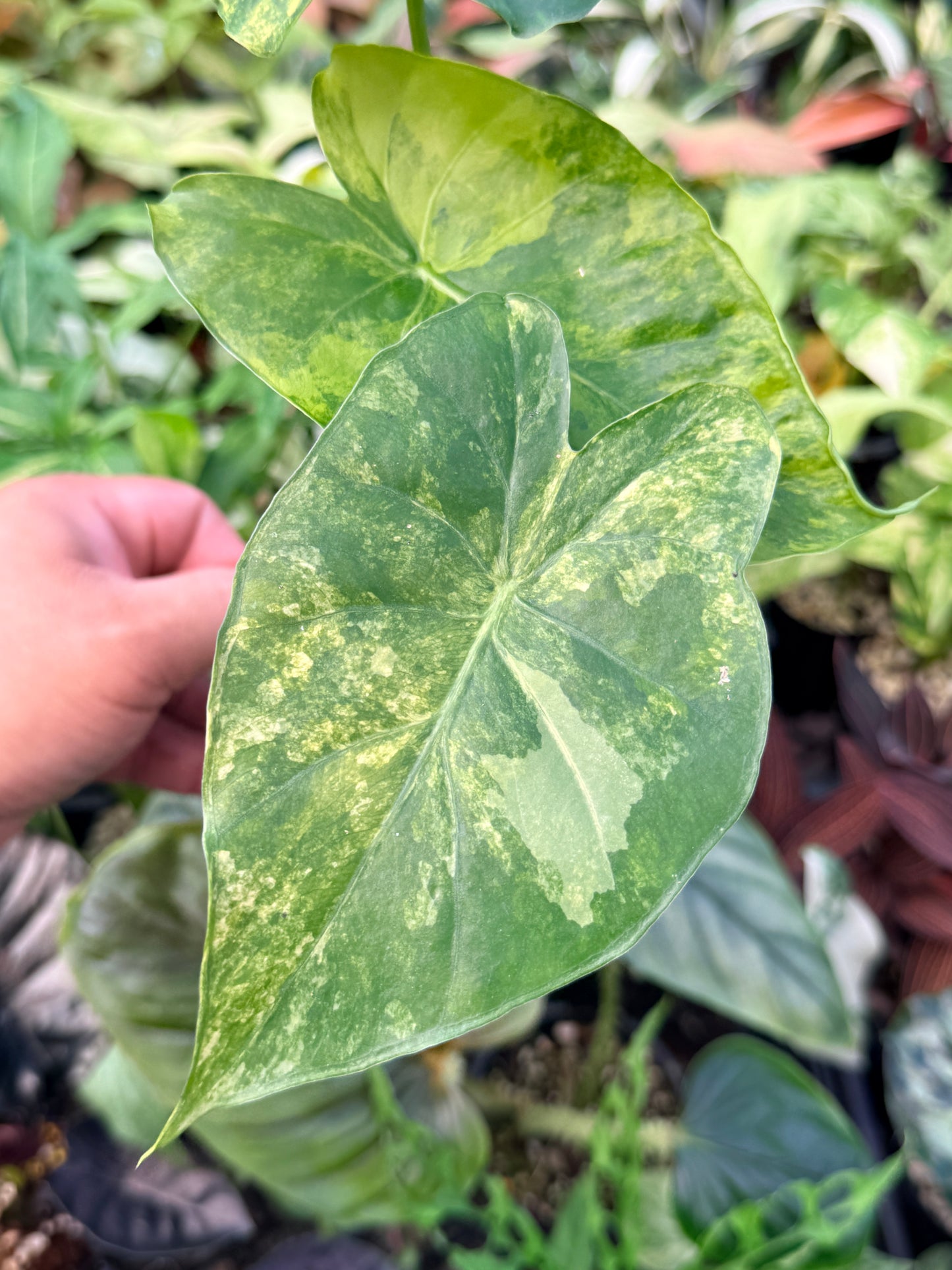 Alocasia gageana 'Aurea Variegated' N24