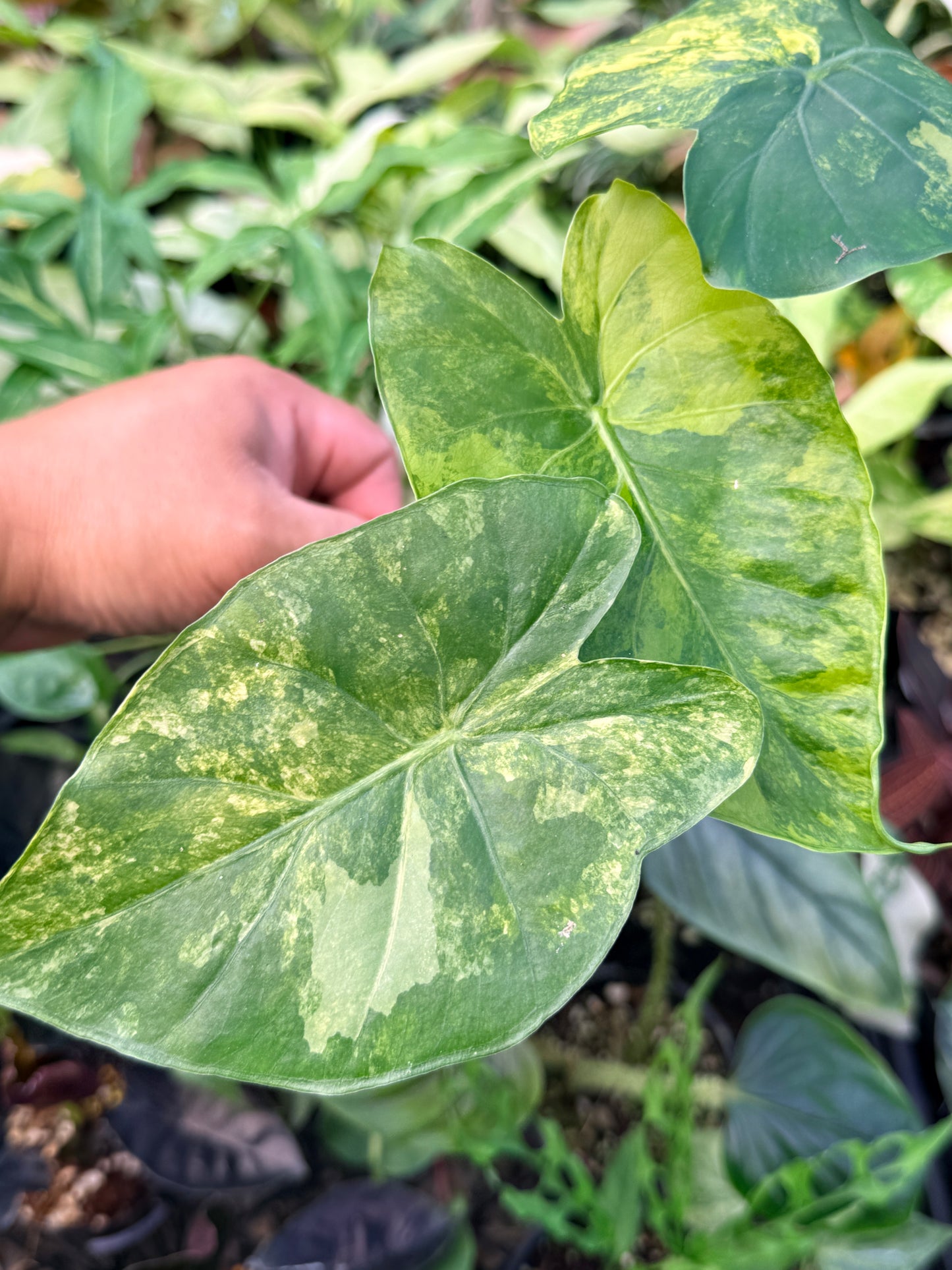 Alocasia gageana 'Aurea Variegated' N24