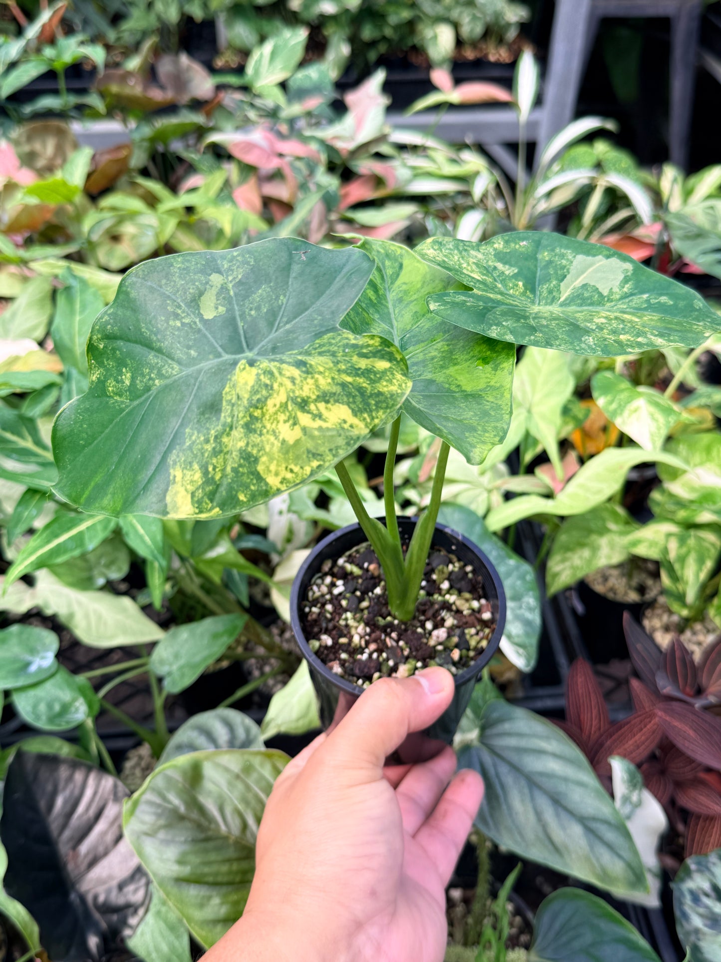 Alocasia gageana 'Aurea Variegated' N24