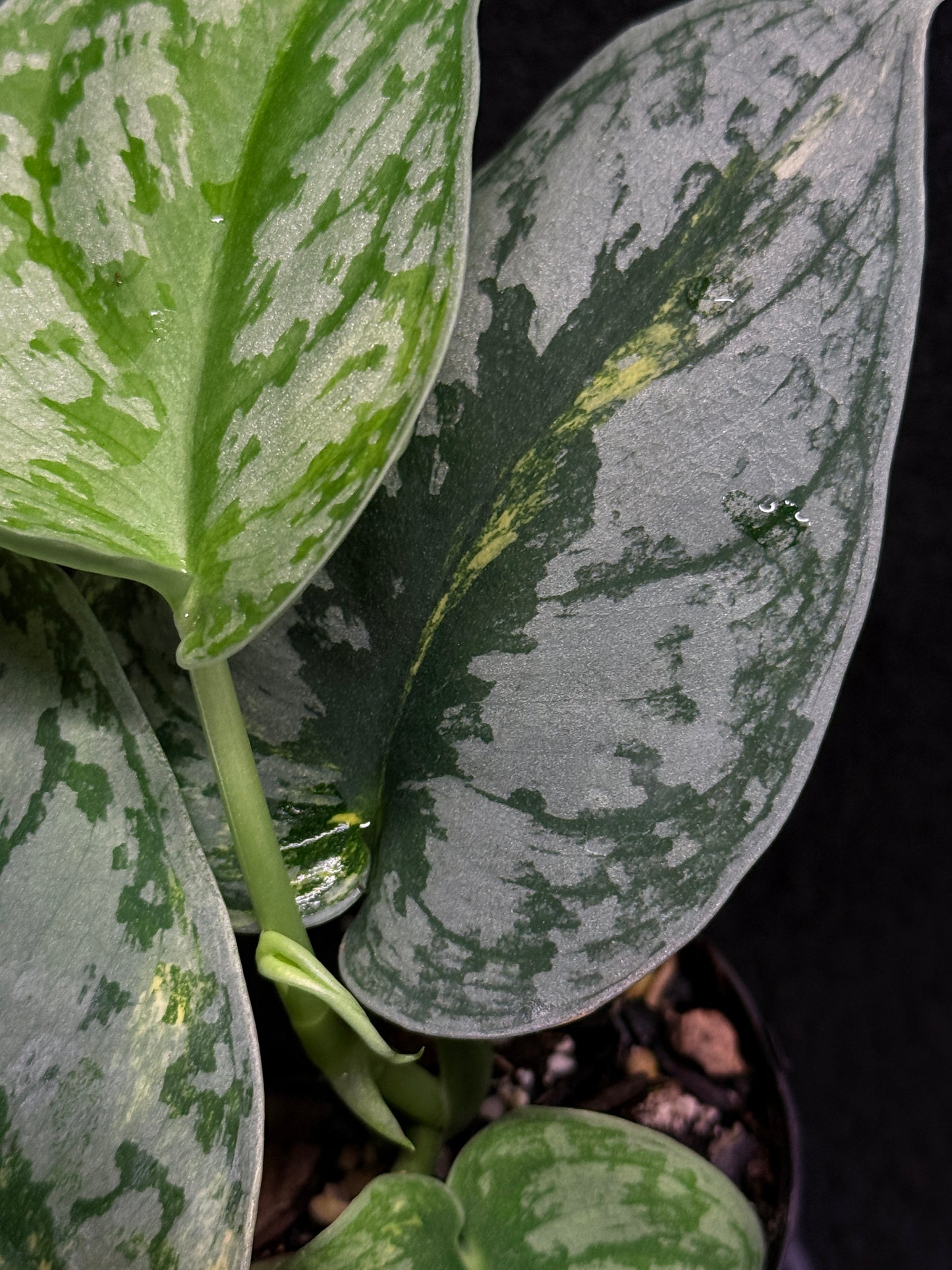 Scindapsus Pictus Aurea Mayari Variegata H35