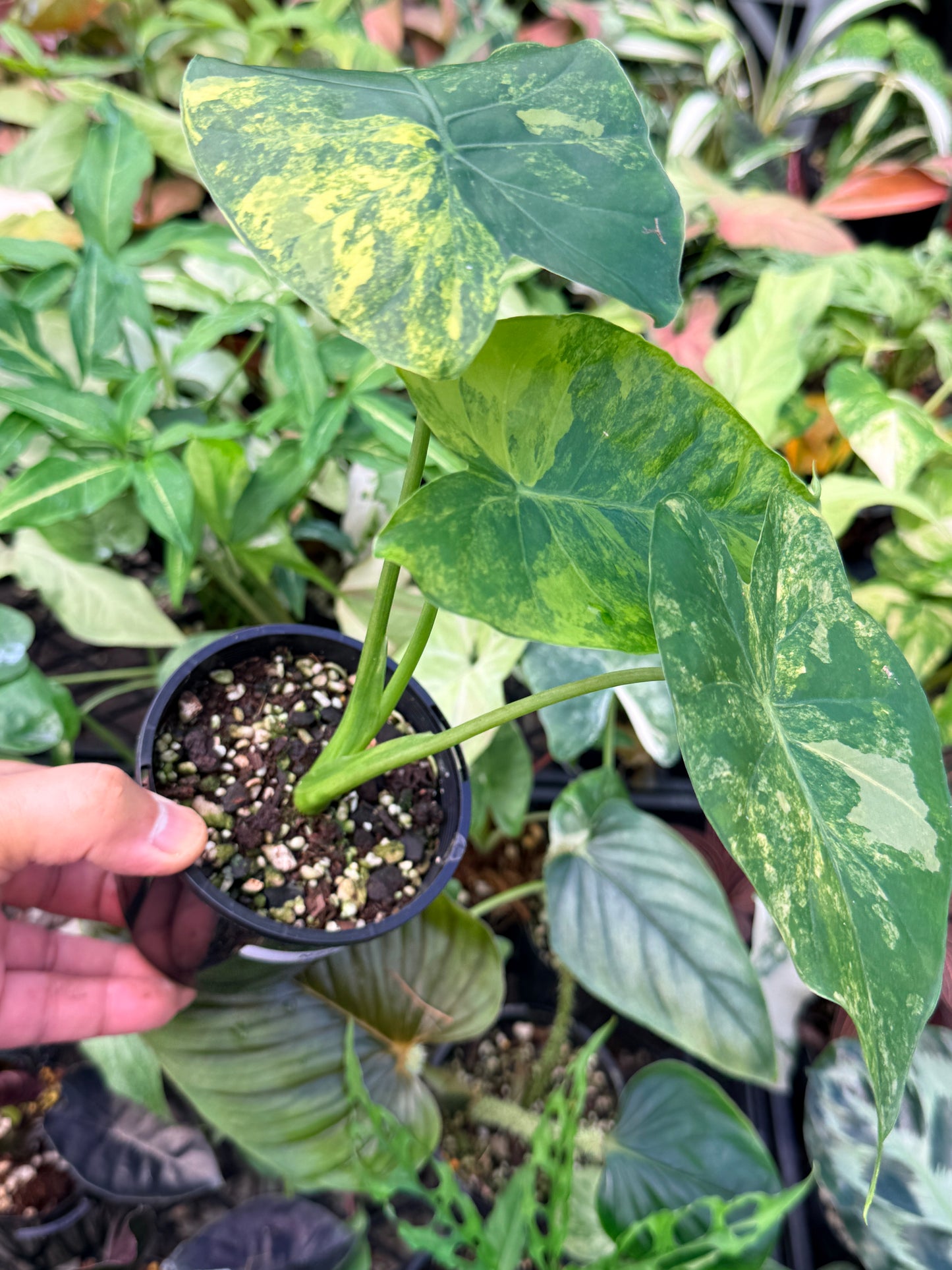 Alocasia gageana 'Aurea Variegated' N24