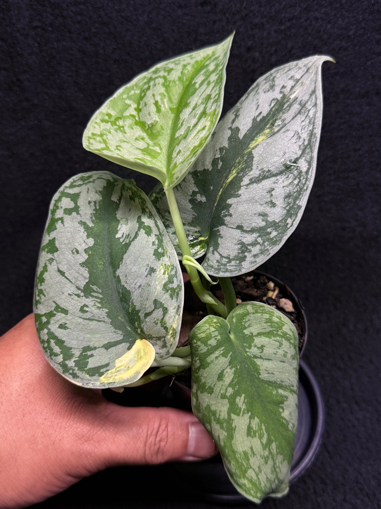 Scindapsus Pictus Aurea Mayari Variegata H35