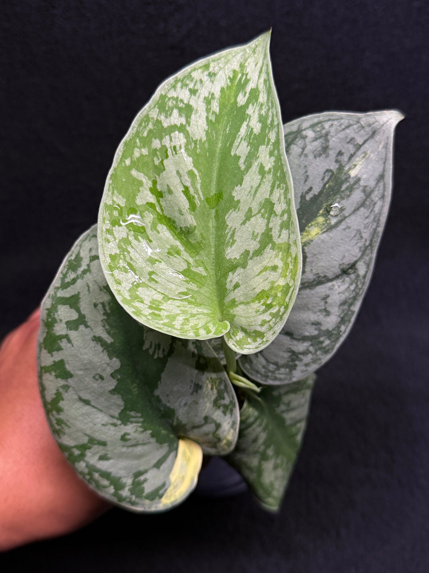 Scindapsus Pictus Aurea Mayari Variegata H35