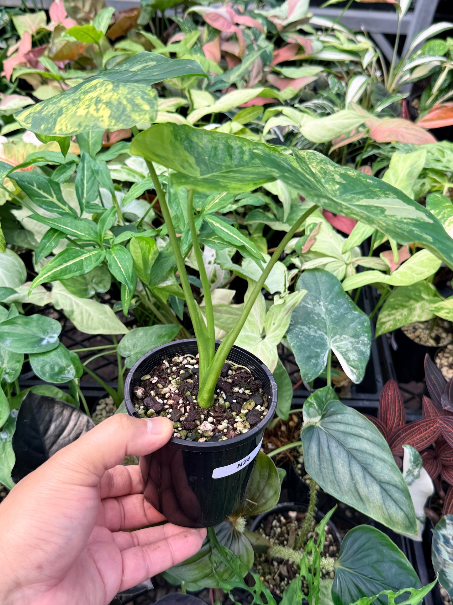 Alocasia gageana 'Aurea Variegated' N24