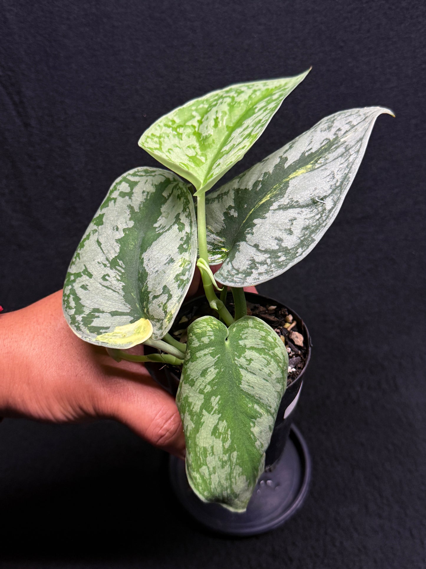 Scindapsus Pictus Aurea Mayari Variegata H35