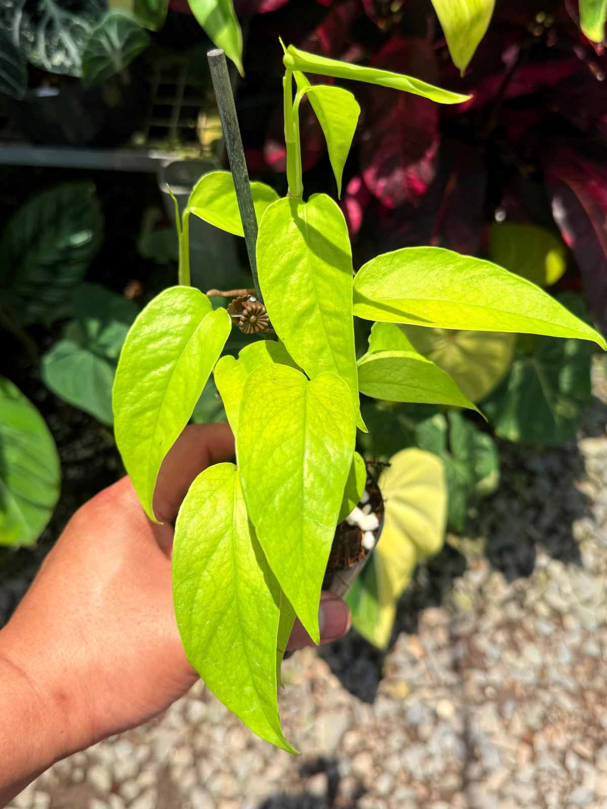 Epipremnum pinnatum 'Neon' U23