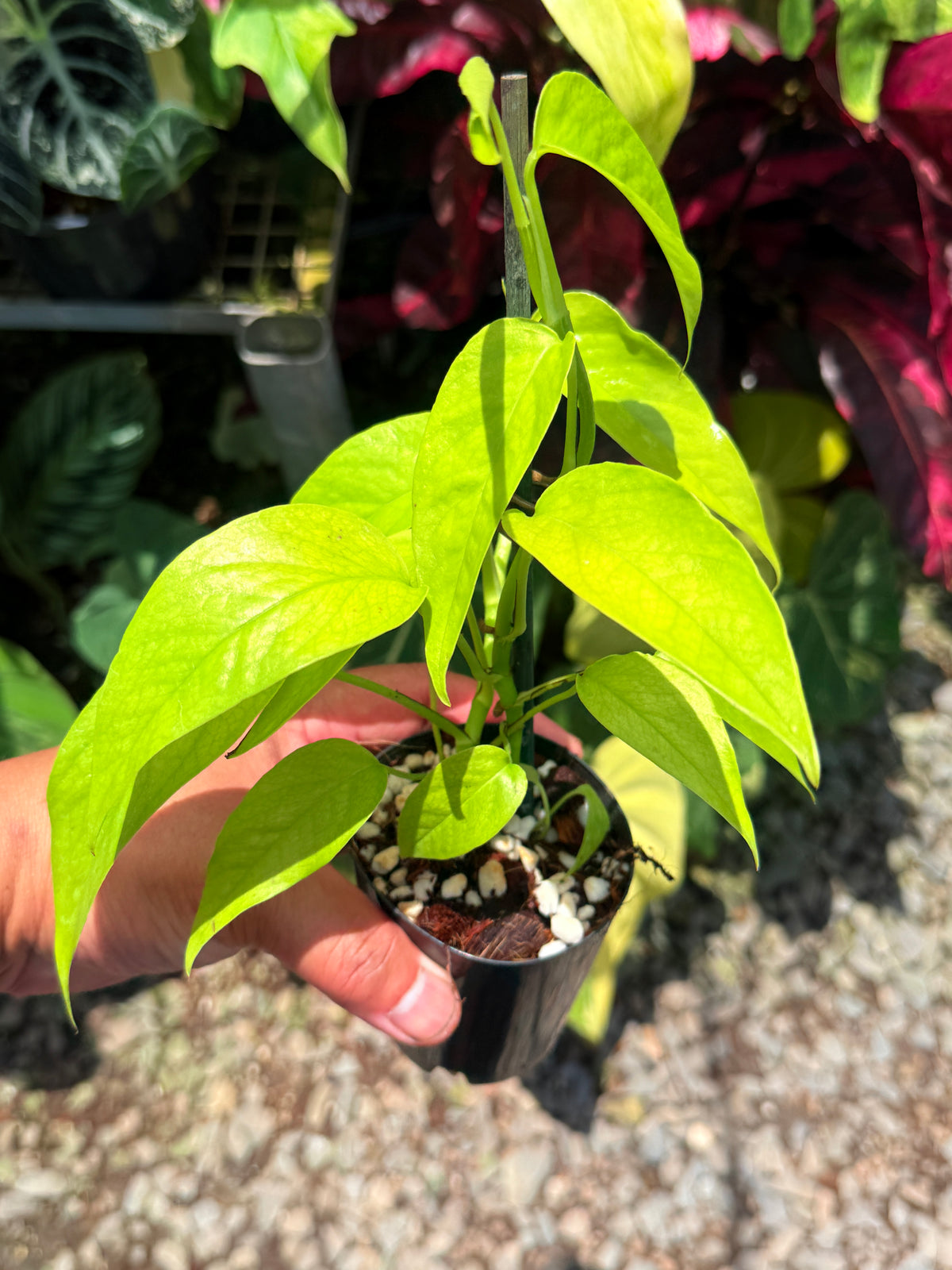 Epipremnum pinnatum 'Neon' U23