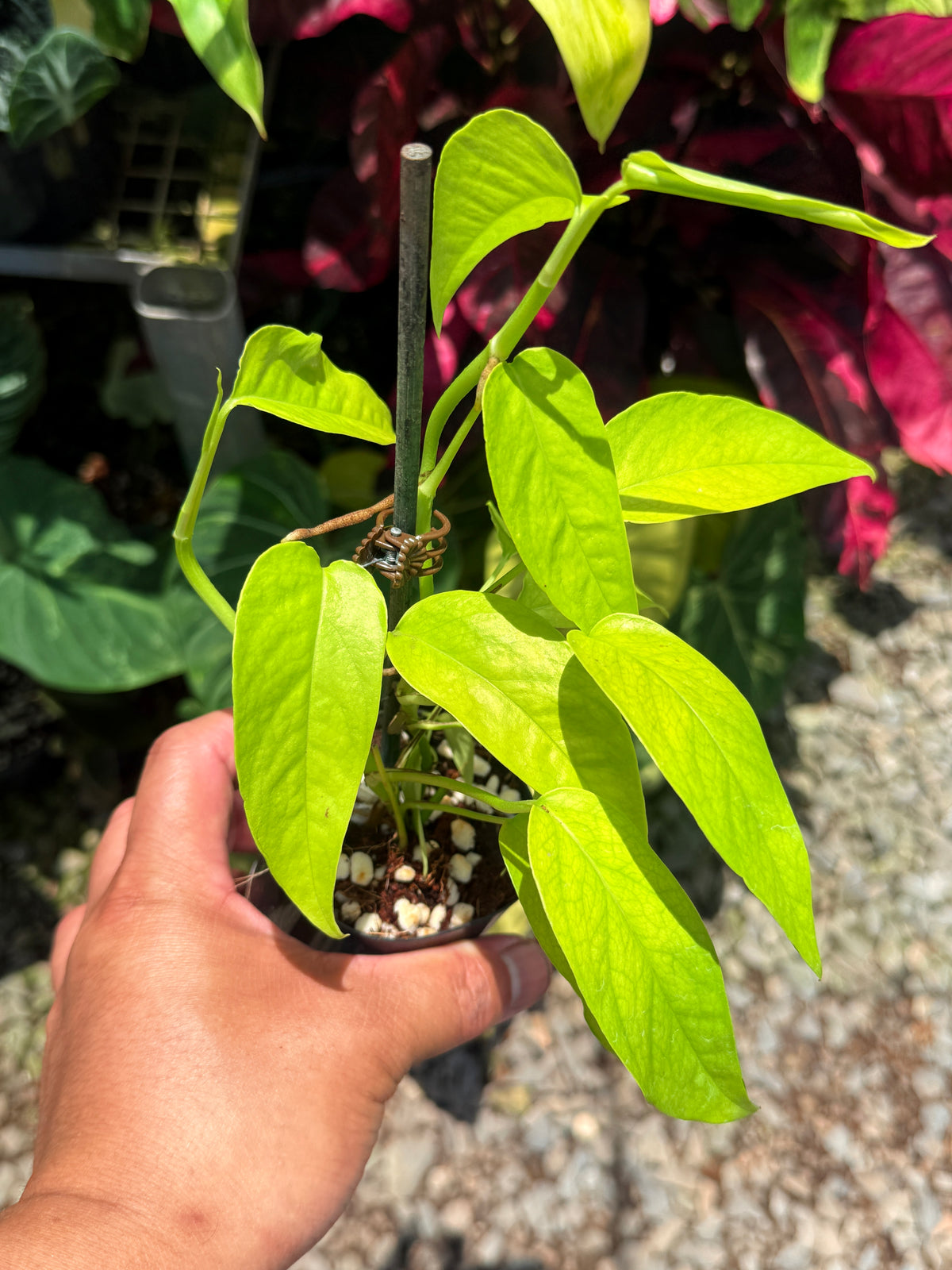 Epipremnum pinnatum 'Neon' U23