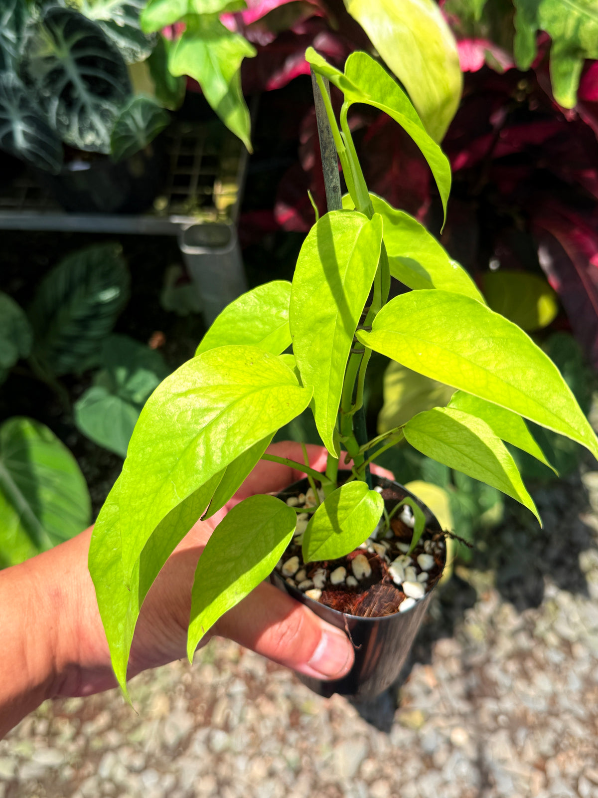 Epipremnum pinnatum 'Neon' U23