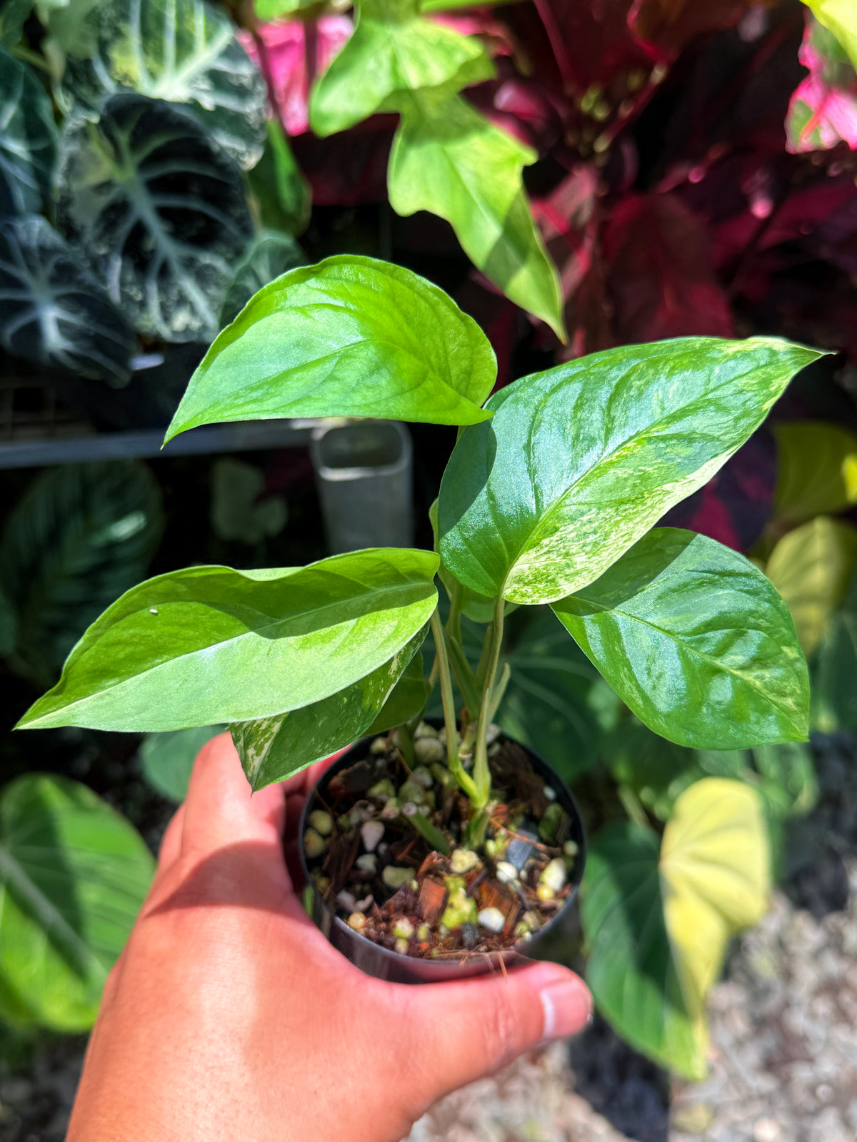 Monstera Laniata 'Smokey Mint' U26
