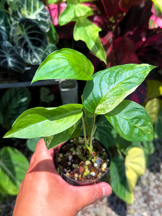 Monstera Laniata 'Smokey Mint' U26