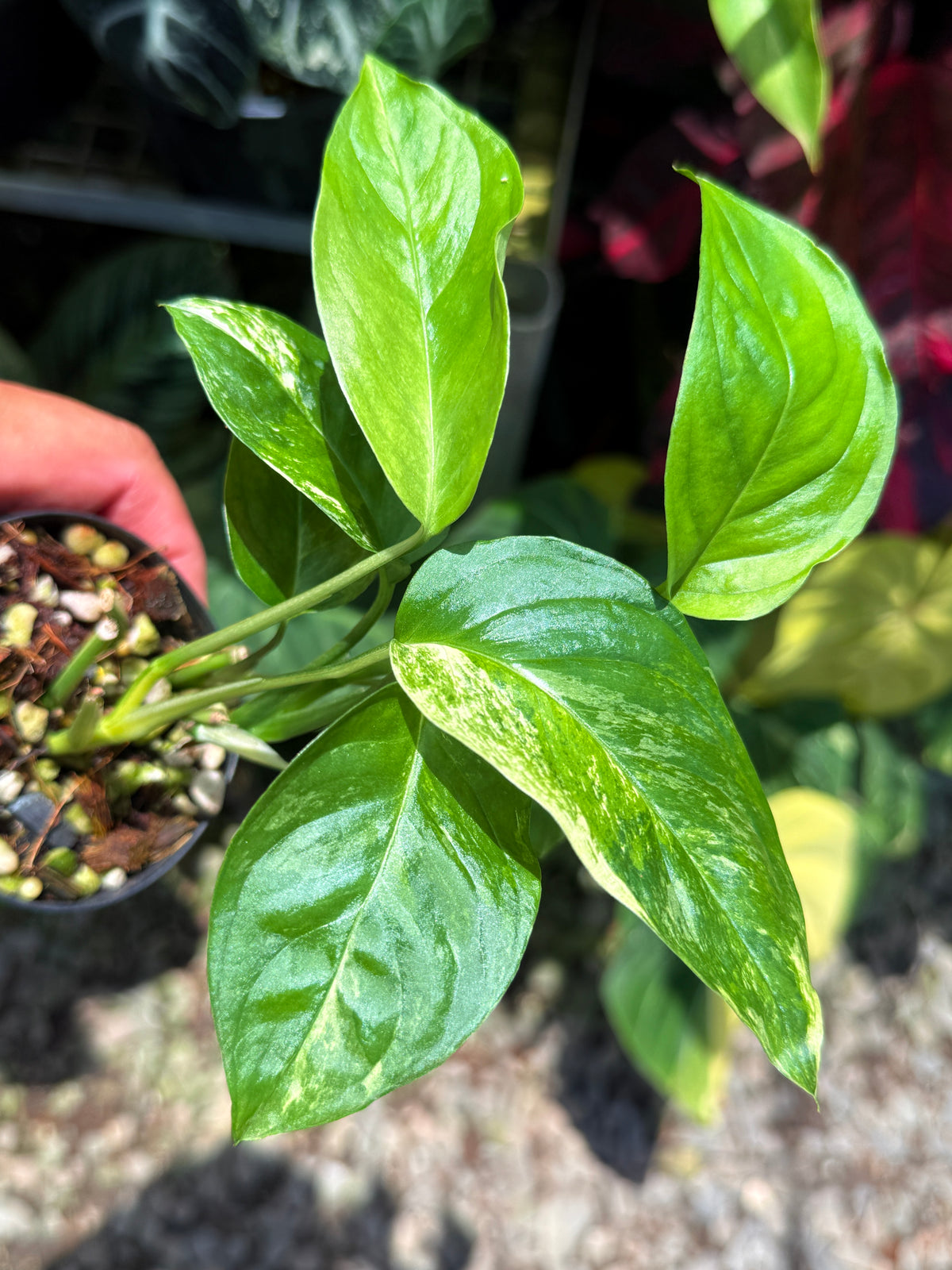 Monstera Laniata 'Smokey Mint' U26
