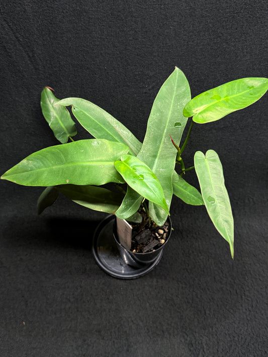 Philodendron 'Atabapoense' H37
