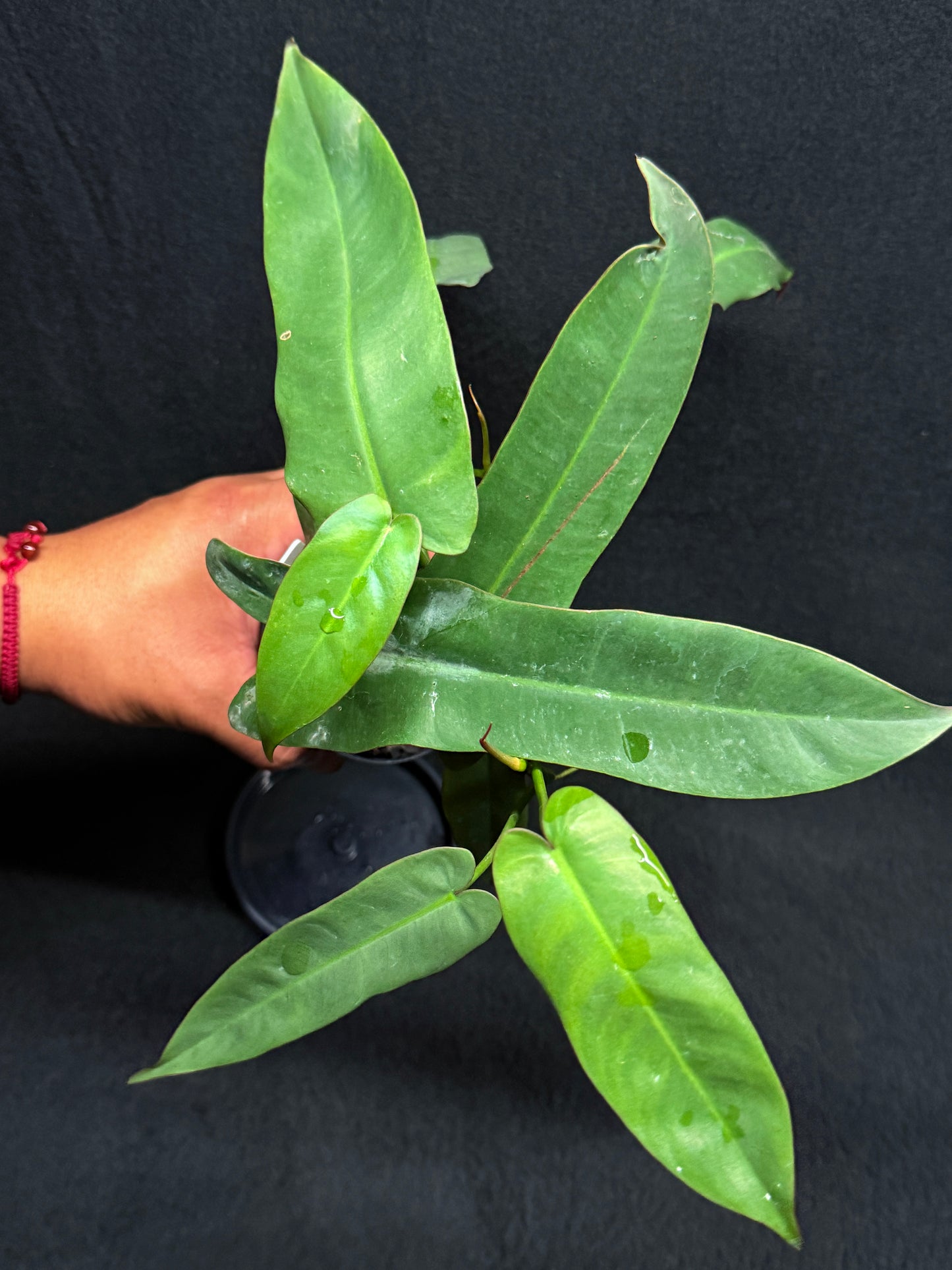 Philodendron 'Atabapoense' H37