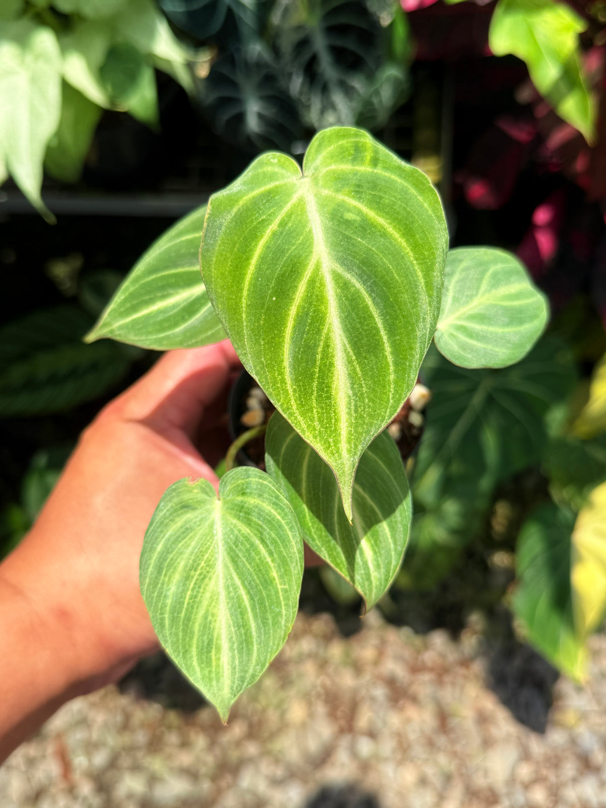 Philodendron Gloriosum 'Tinkle Belle' - Miniature Philodendron S45
