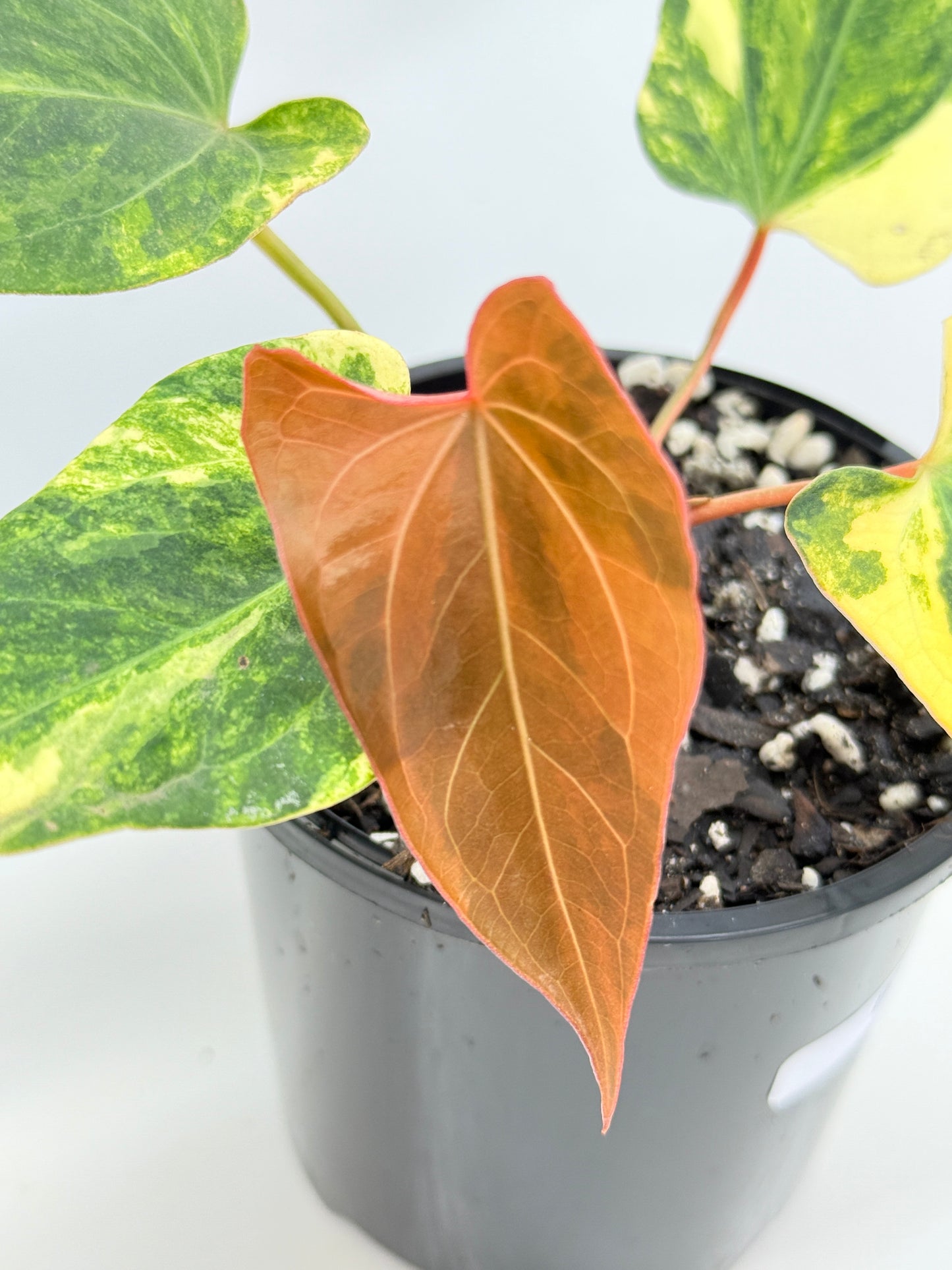 Anthurium Papillilaminum x Dressleri  Highly Variegated - Free Shipping!