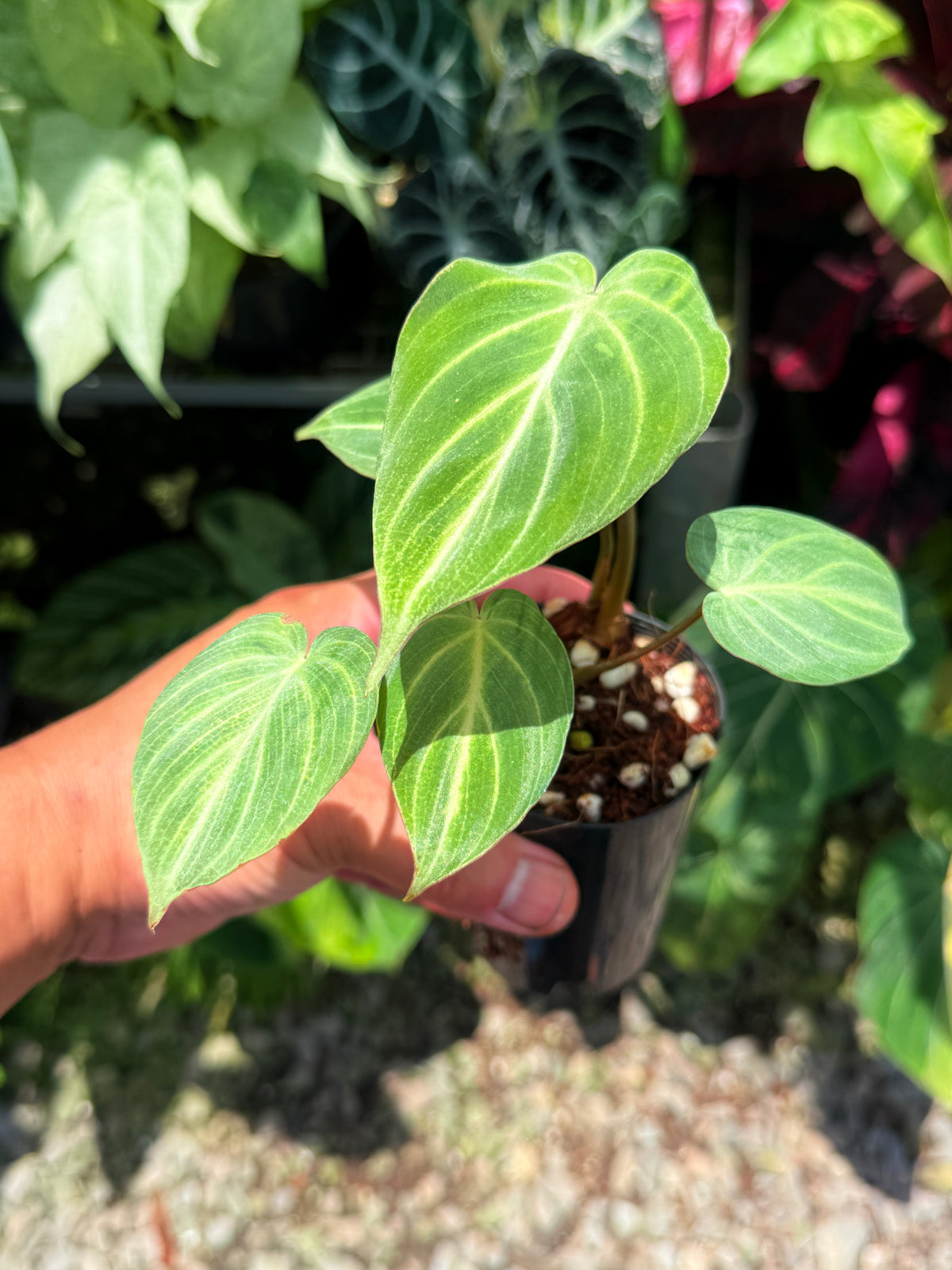 Philodendron Gloriosum 'Tinkle Belle' - Miniature Philodendron S45