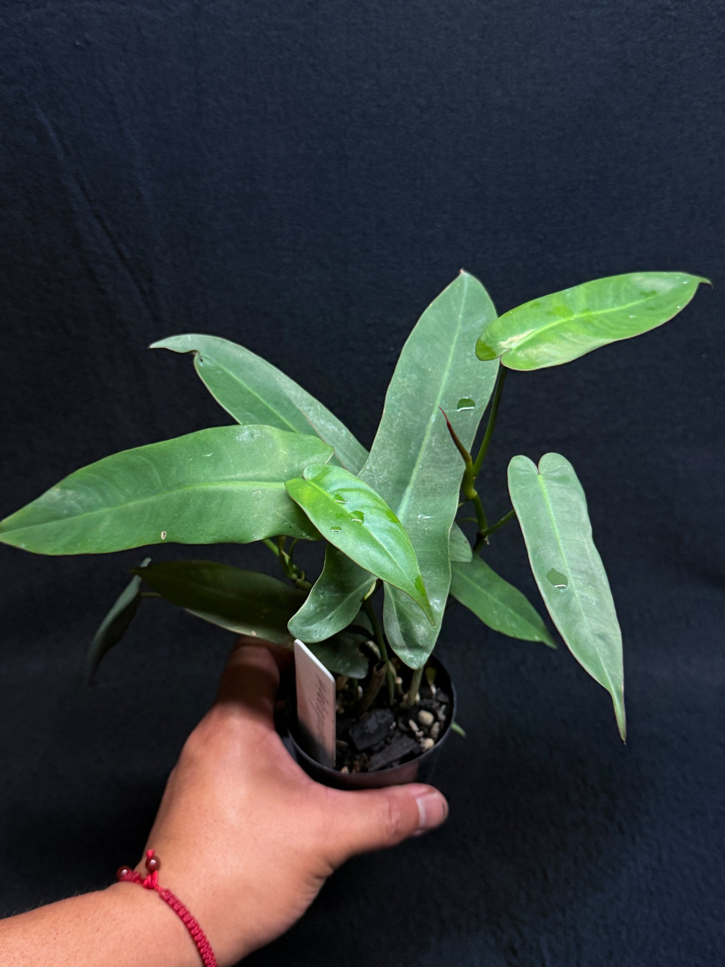 Philodendron 'Atabapoense' H37