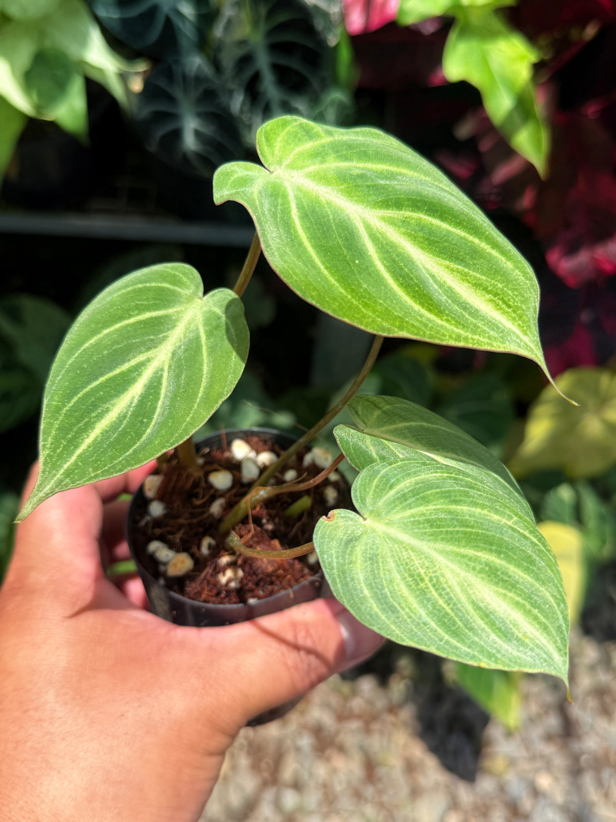 Philodendron Gloriosum 'Tinkle Belle' - Miniature Philodendron S45