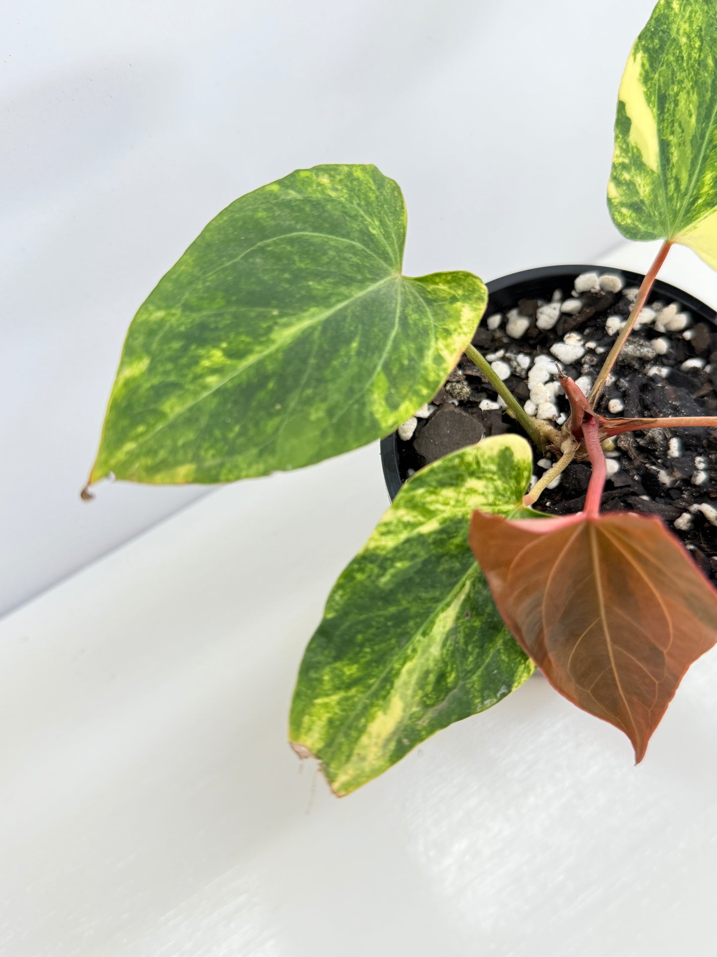 Anthurium Papillilaminum x Dressleri  Highly Variegated - Free Shipping!
