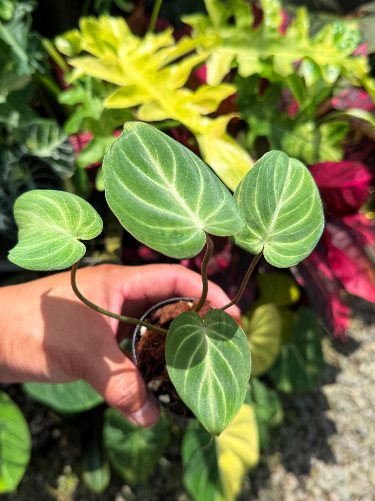 Philodendron Gloriosum 'Tinkle Belle' - Miniature Philodendron O65