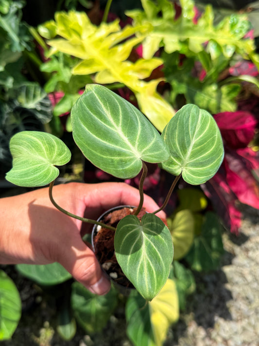 Philodendron Gloriosum 'Tinkle Belle' - Miniature Philodendron O65