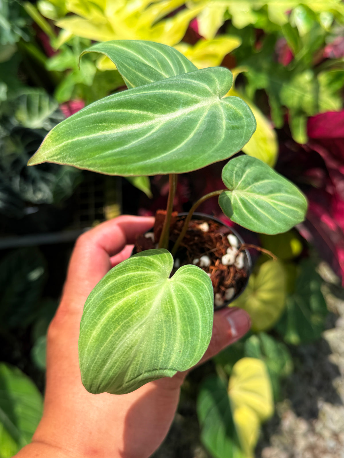 Philodendron Gloriosum 'Tinkle Belle' - Miniature Philodendron O65