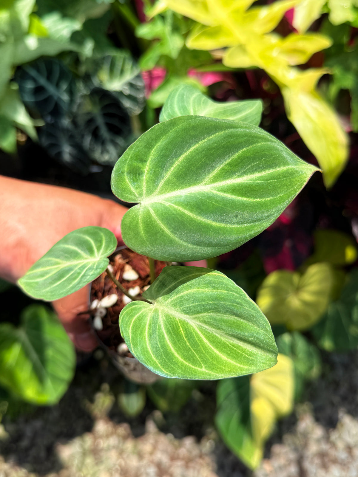 Philodendron Gloriosum 'Tinkle Belle' - Miniature Philodendron O65