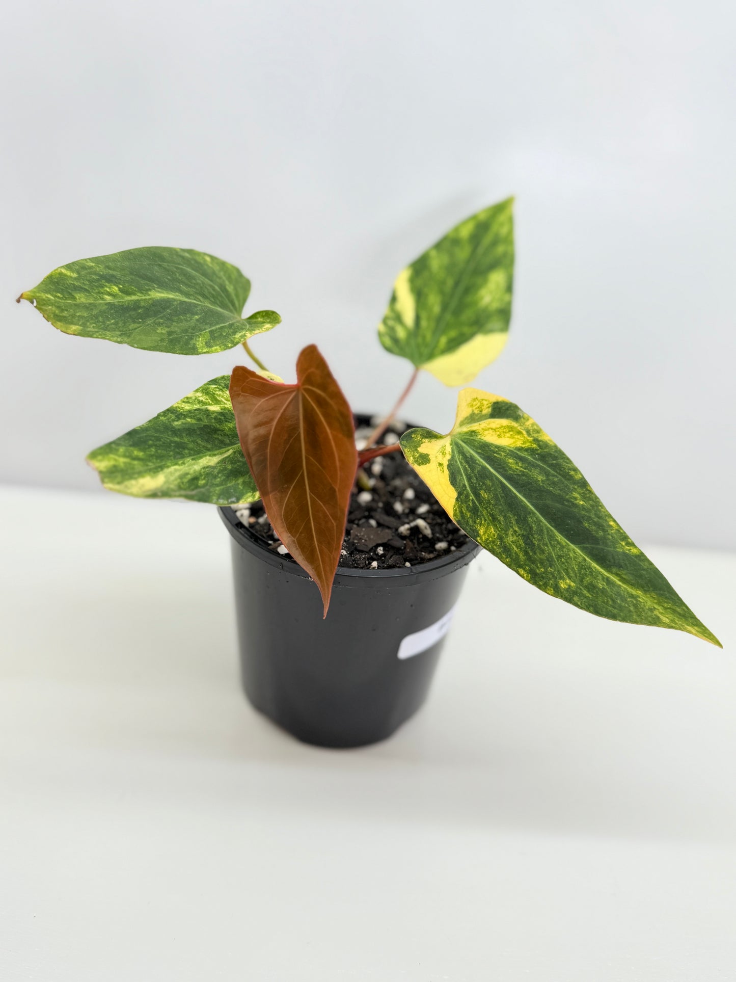 Anthurium Papillilaminum x Dressleri  Highly Variegated - Free Shipping!