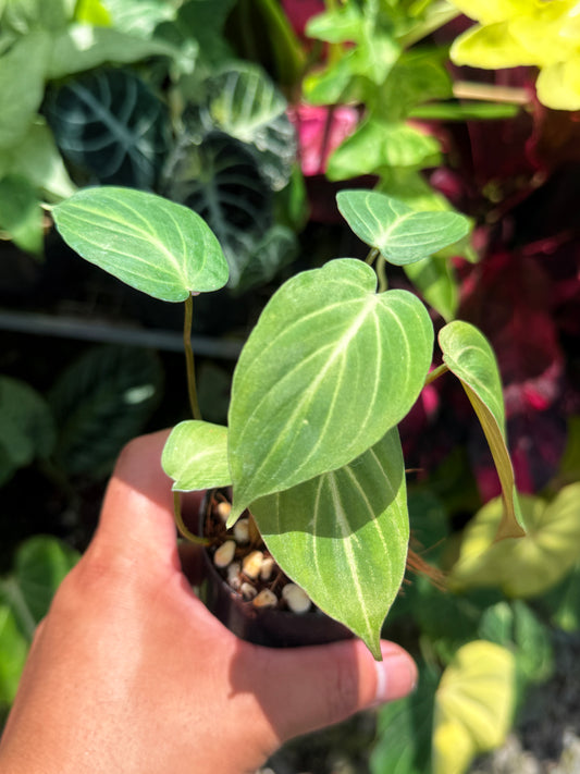 Philodendron Gloriosum 'Tinkle Belle' - Miniature Philodendron S46