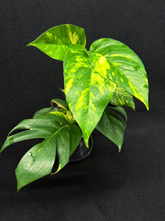 Epipremnum pinnatum Yellow Flame - Matured Form H39